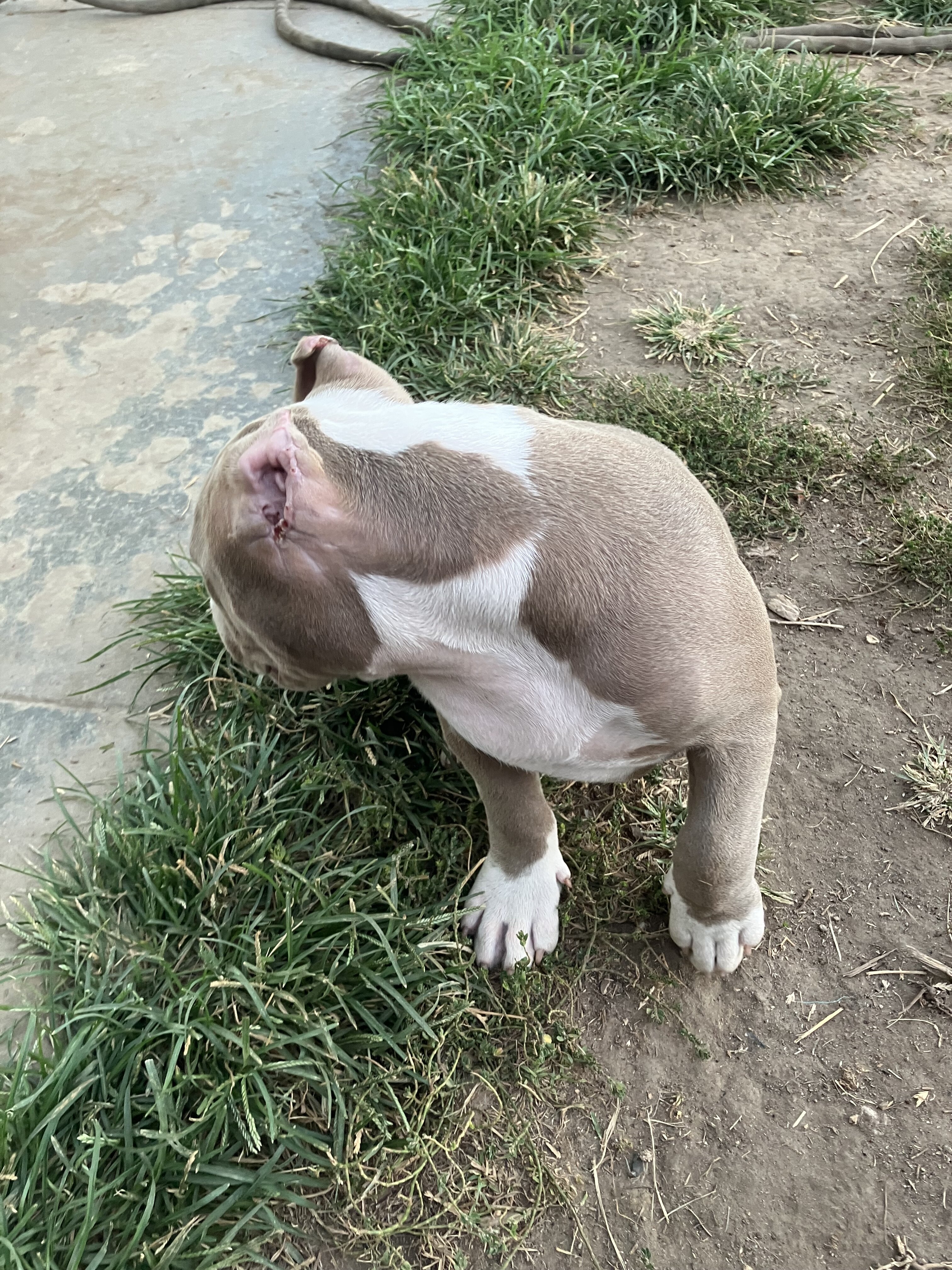ABR American Bully image 2