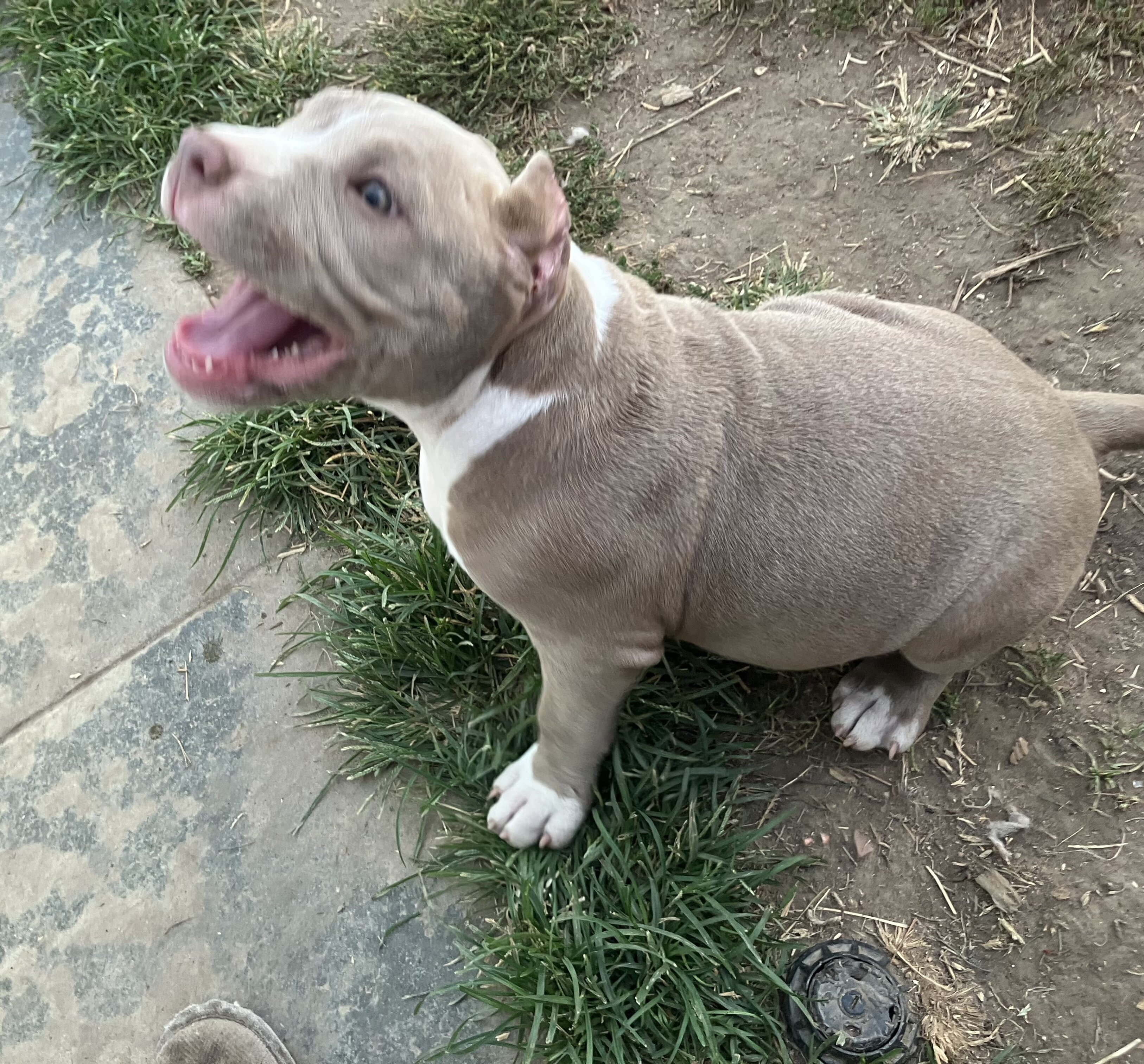 ABR American Bully image 4
