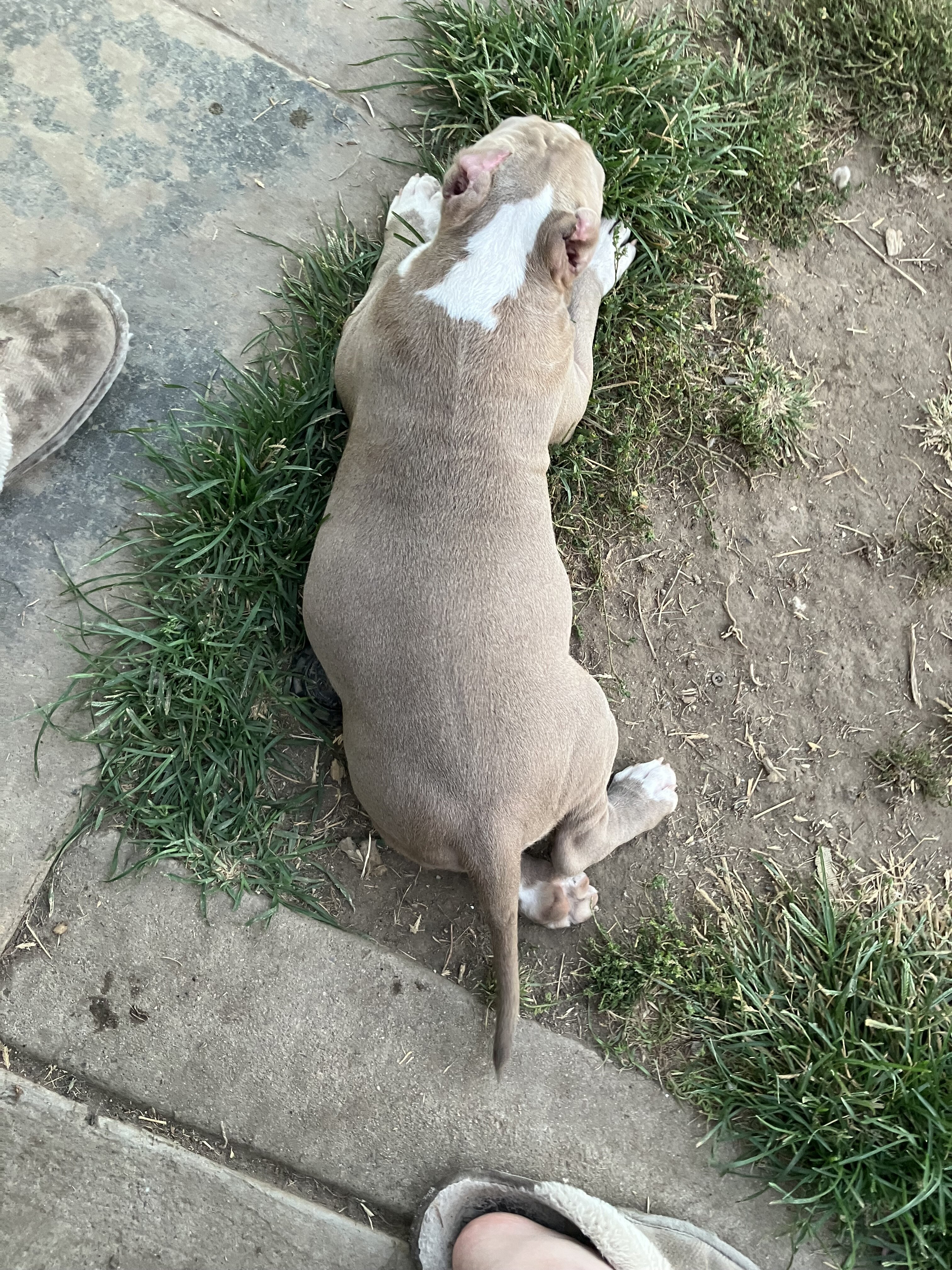 ABR American Bully image 3