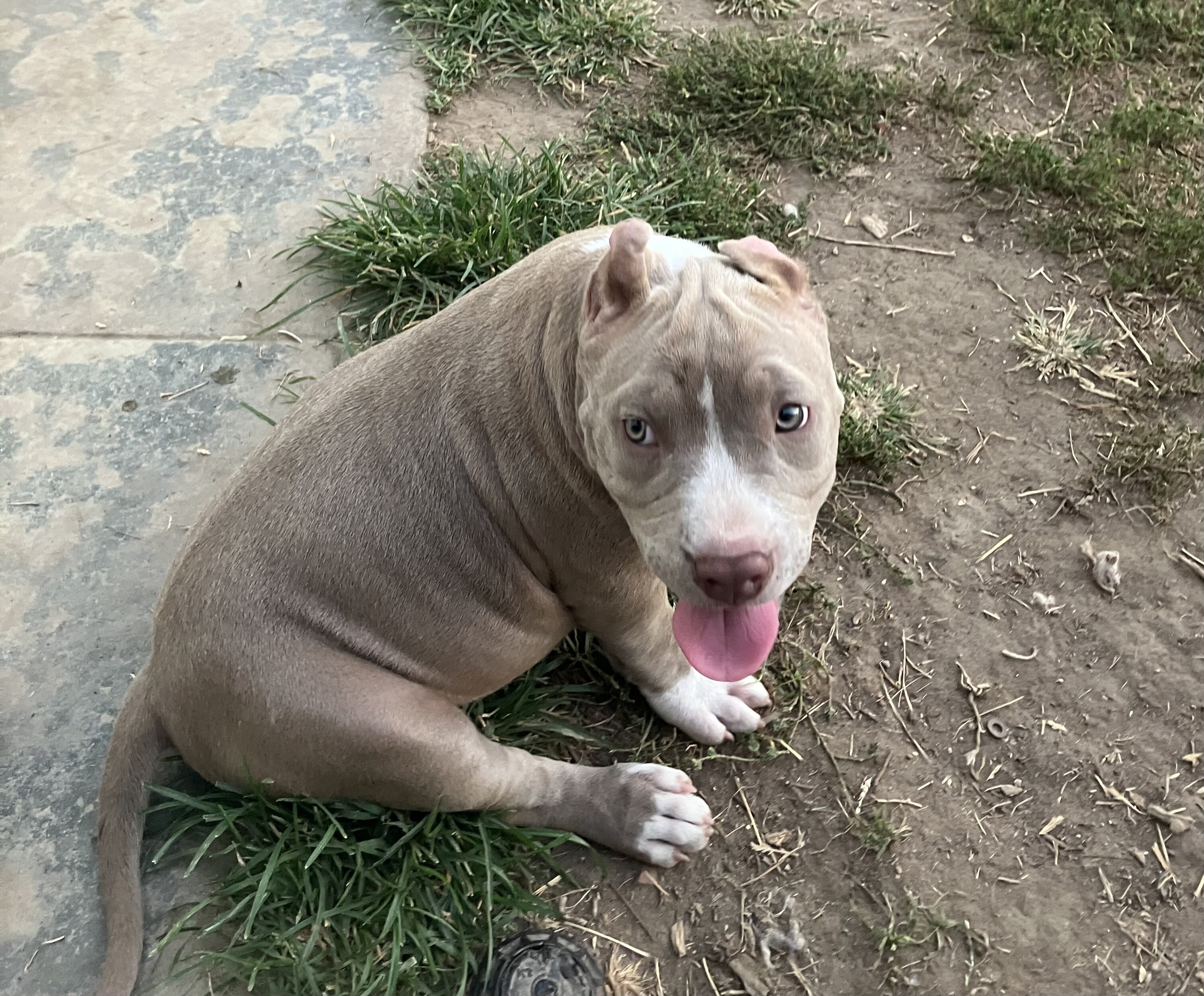 ABR American Bully image 1