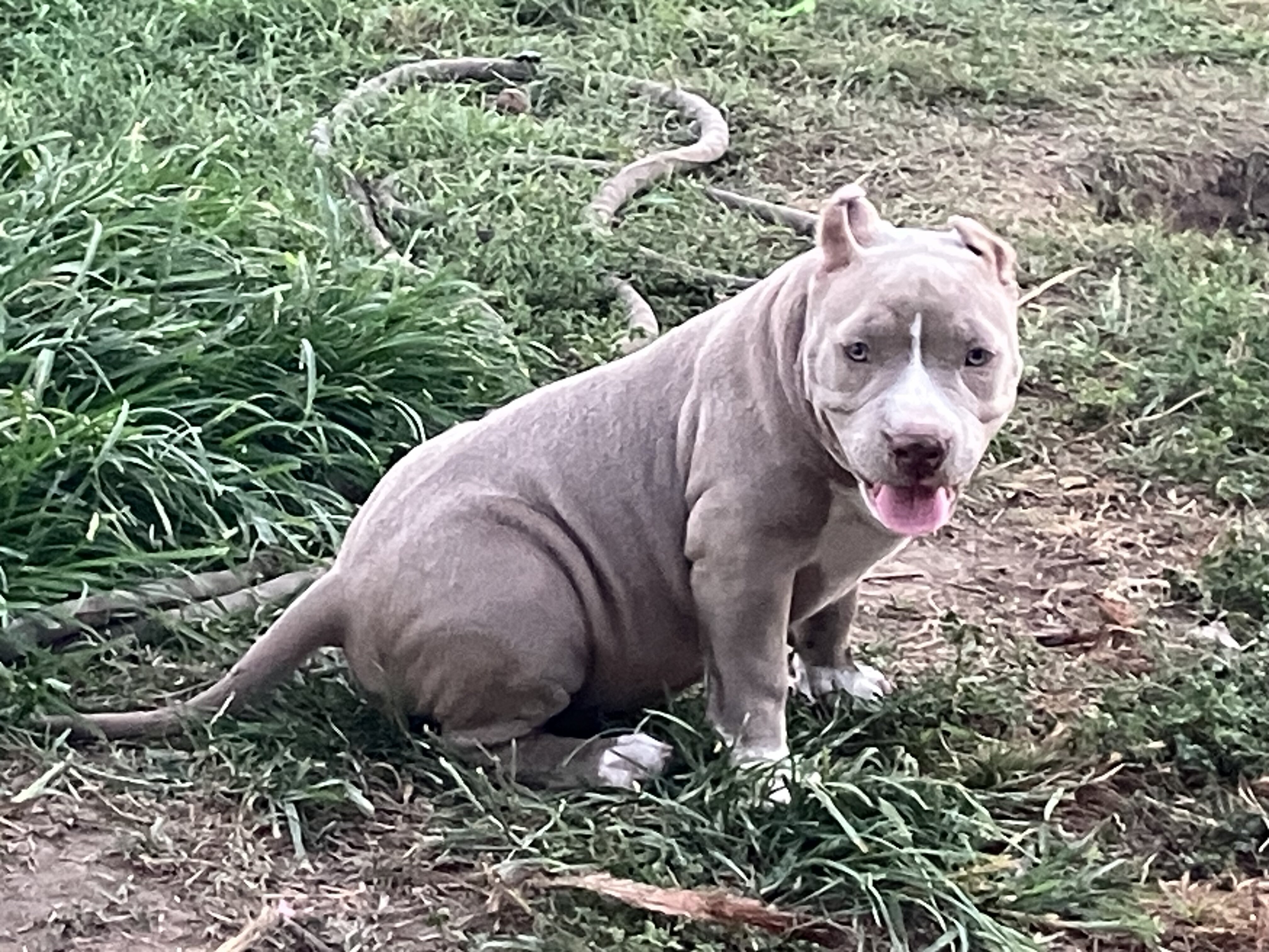 ABR American Bully image 5