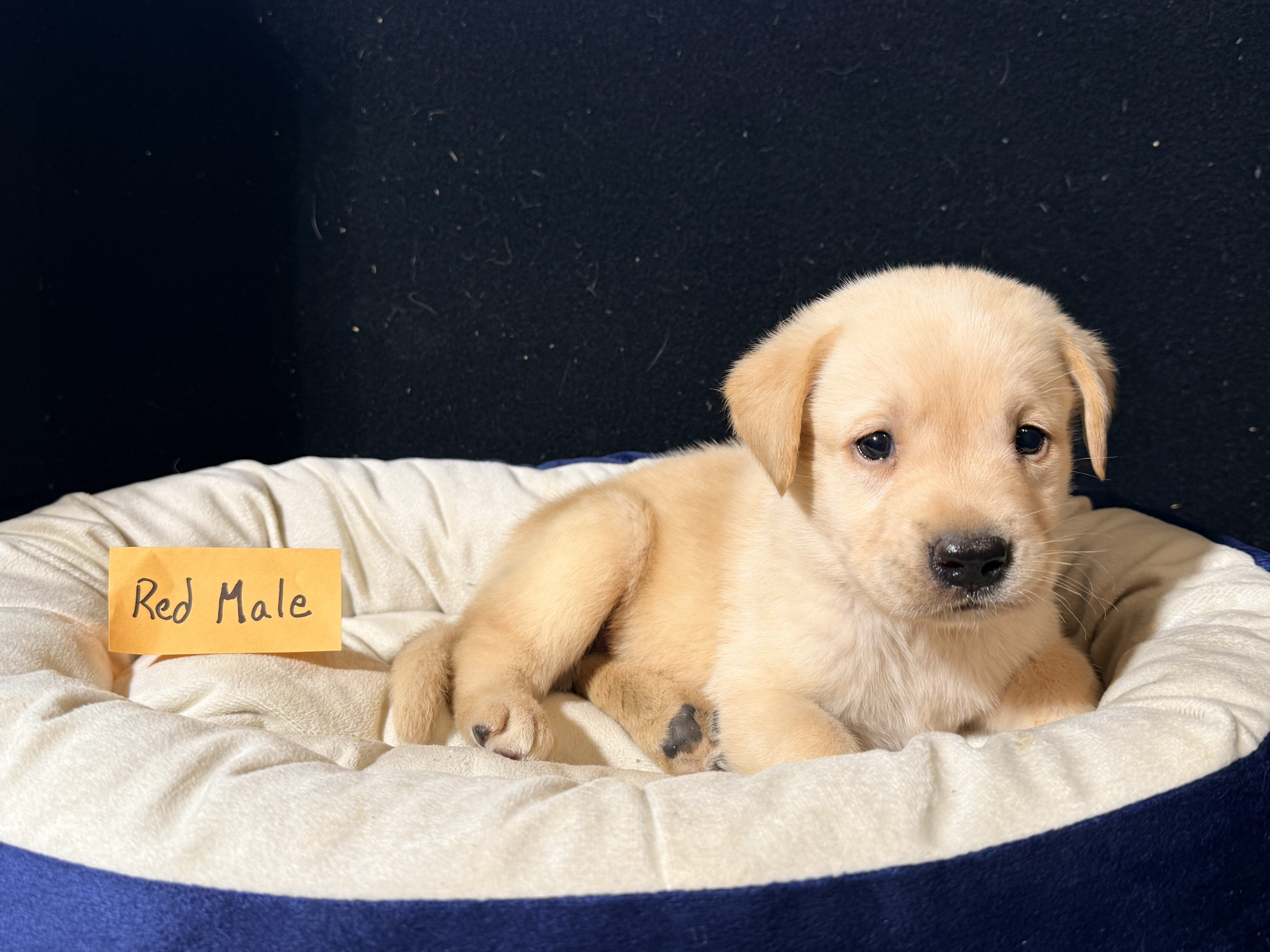AKC Labrador Retriever Puppies image 1