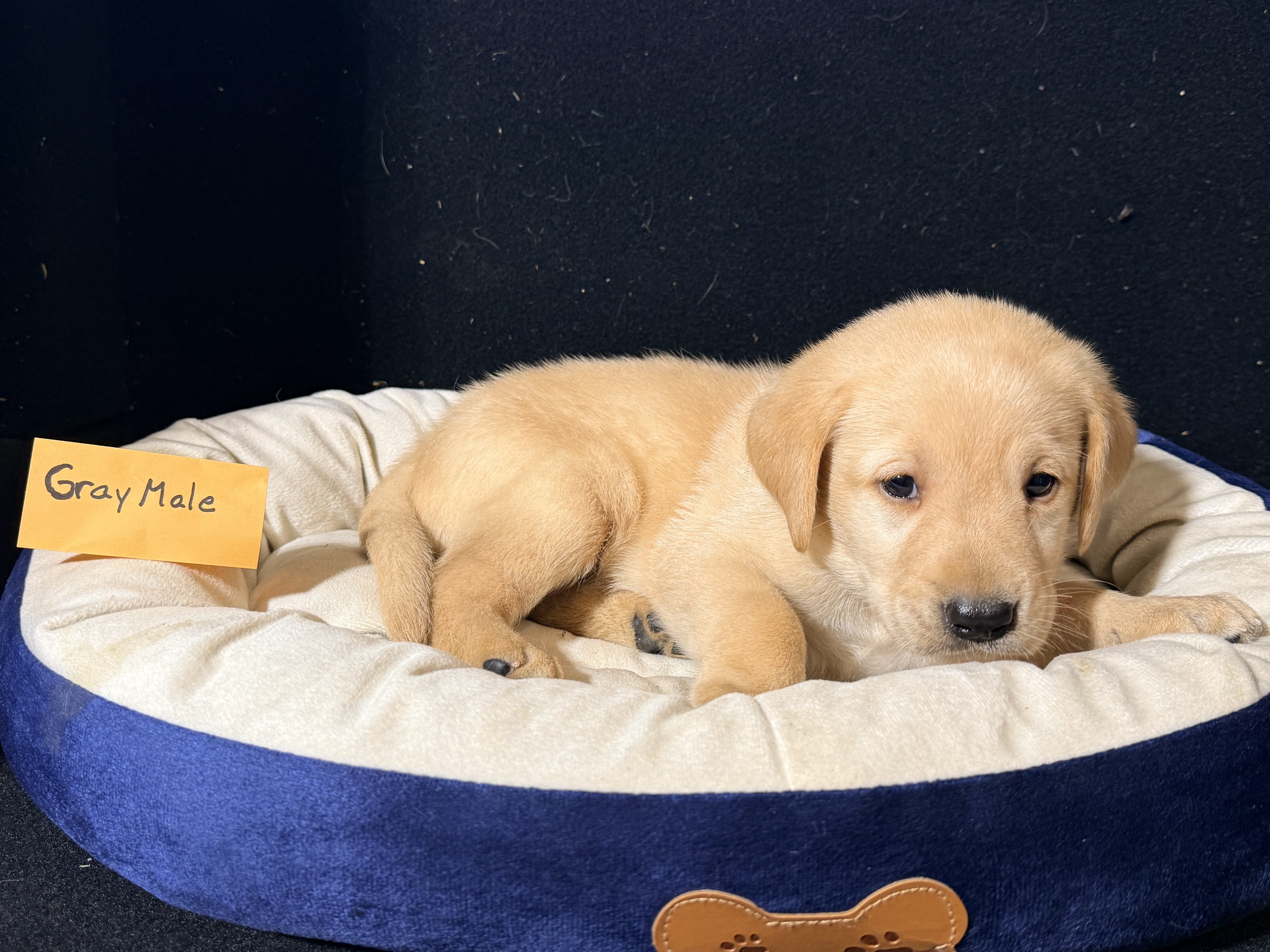 AKC Labrador Retriever Puppies image 3