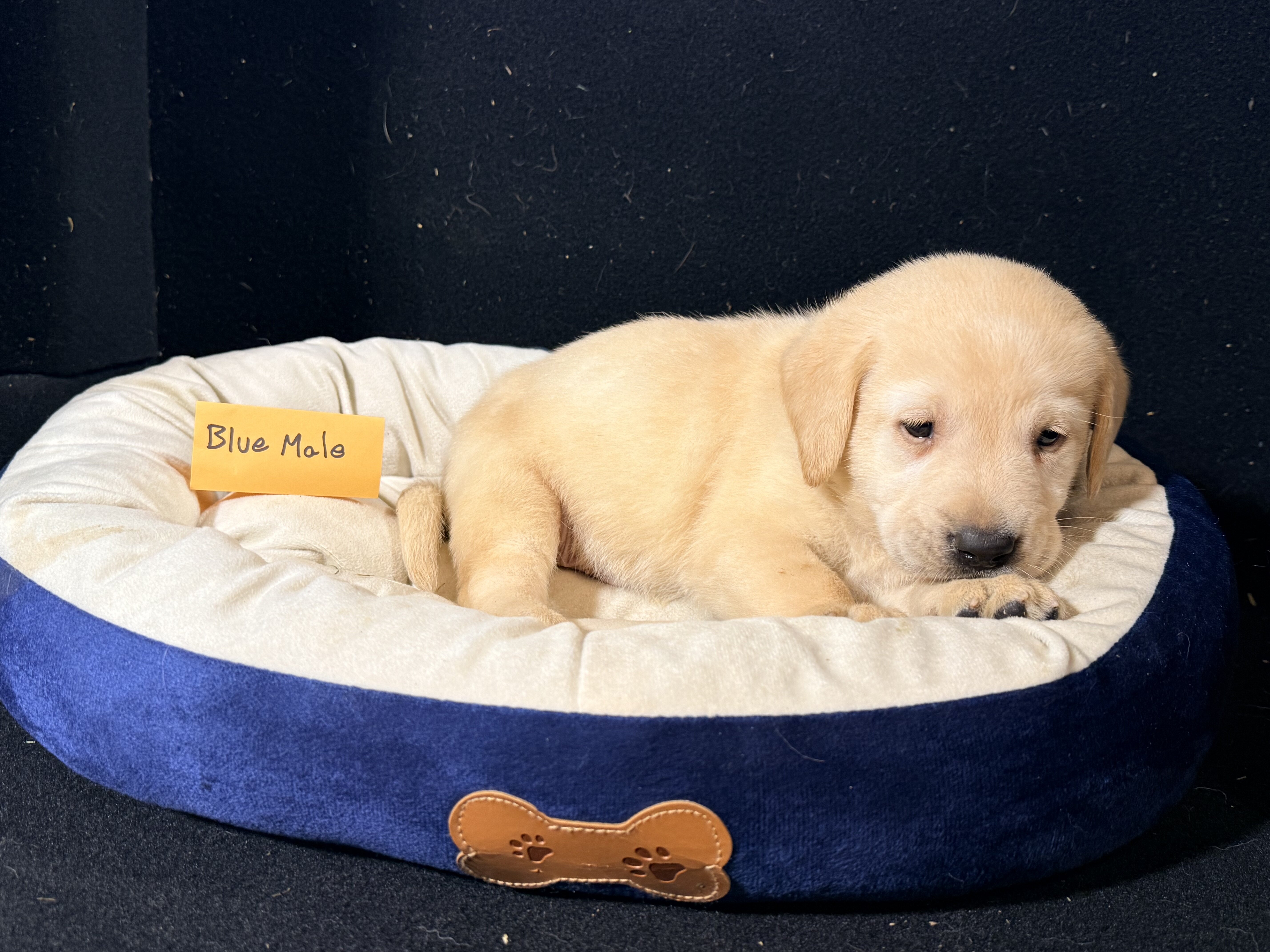 AKC Labrador Retriever Puppies image 4