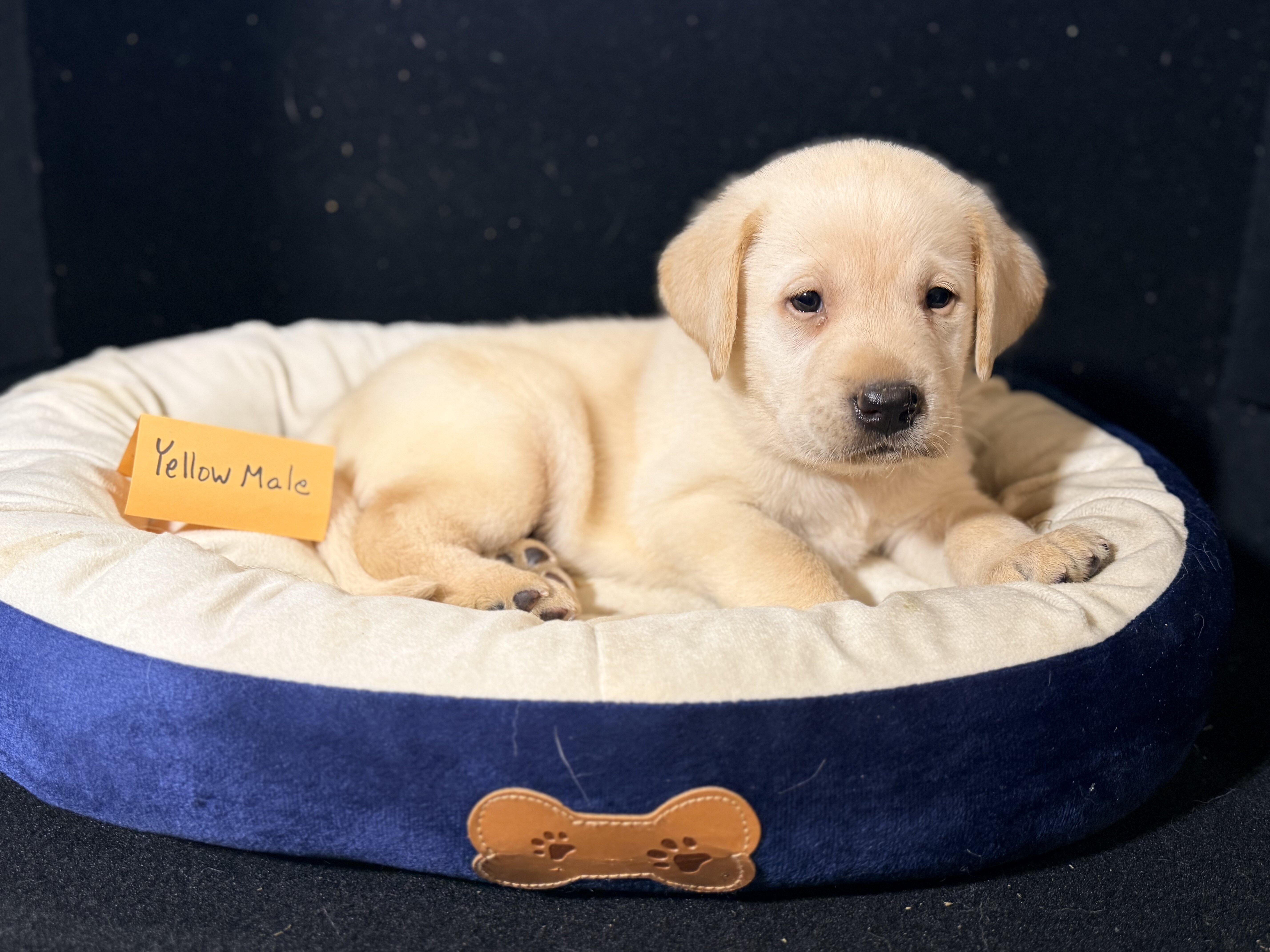 AKC Labrador Retriever Puppies image 2
