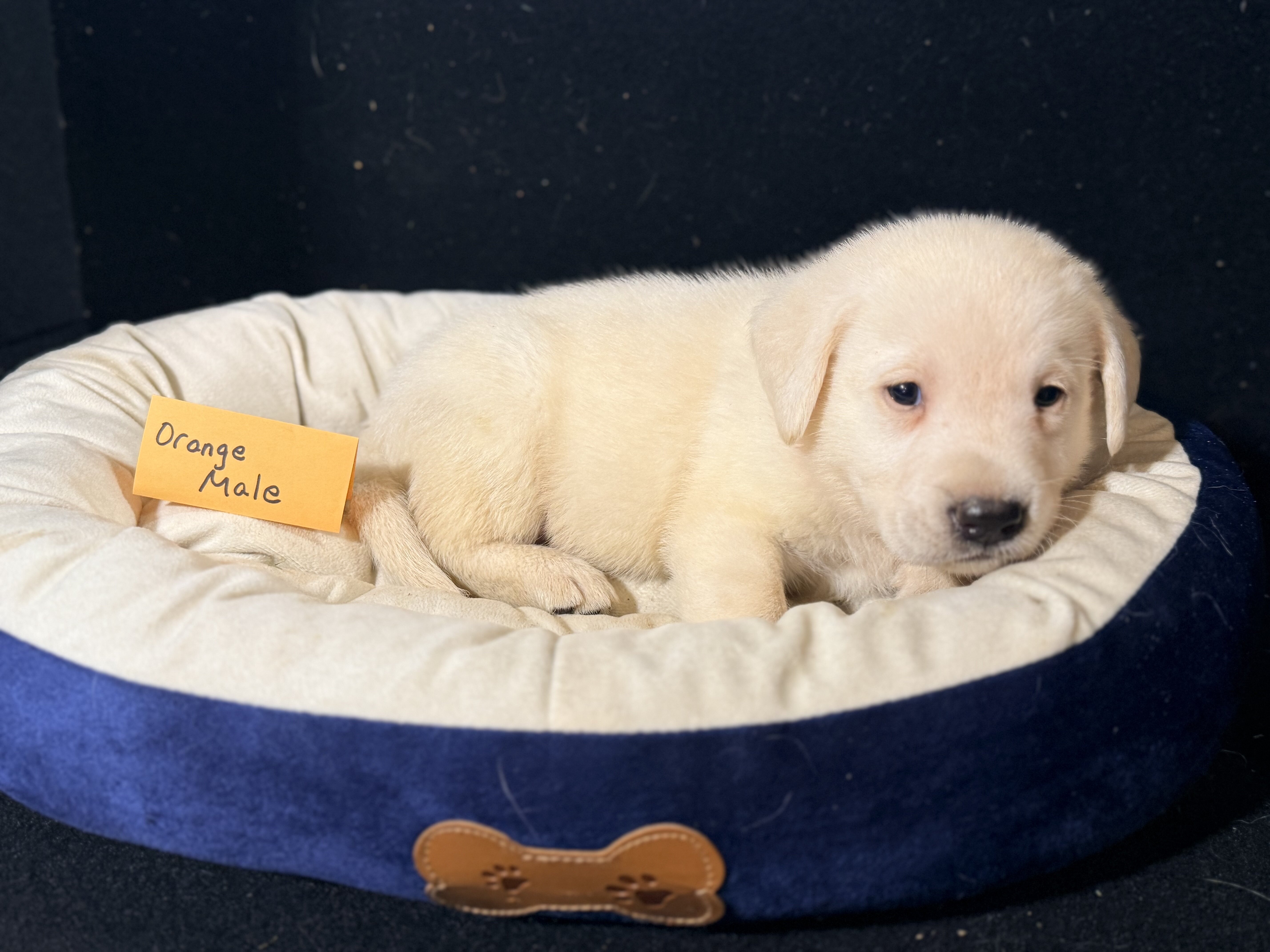 AKC Labrador Retriever Puppies image 5