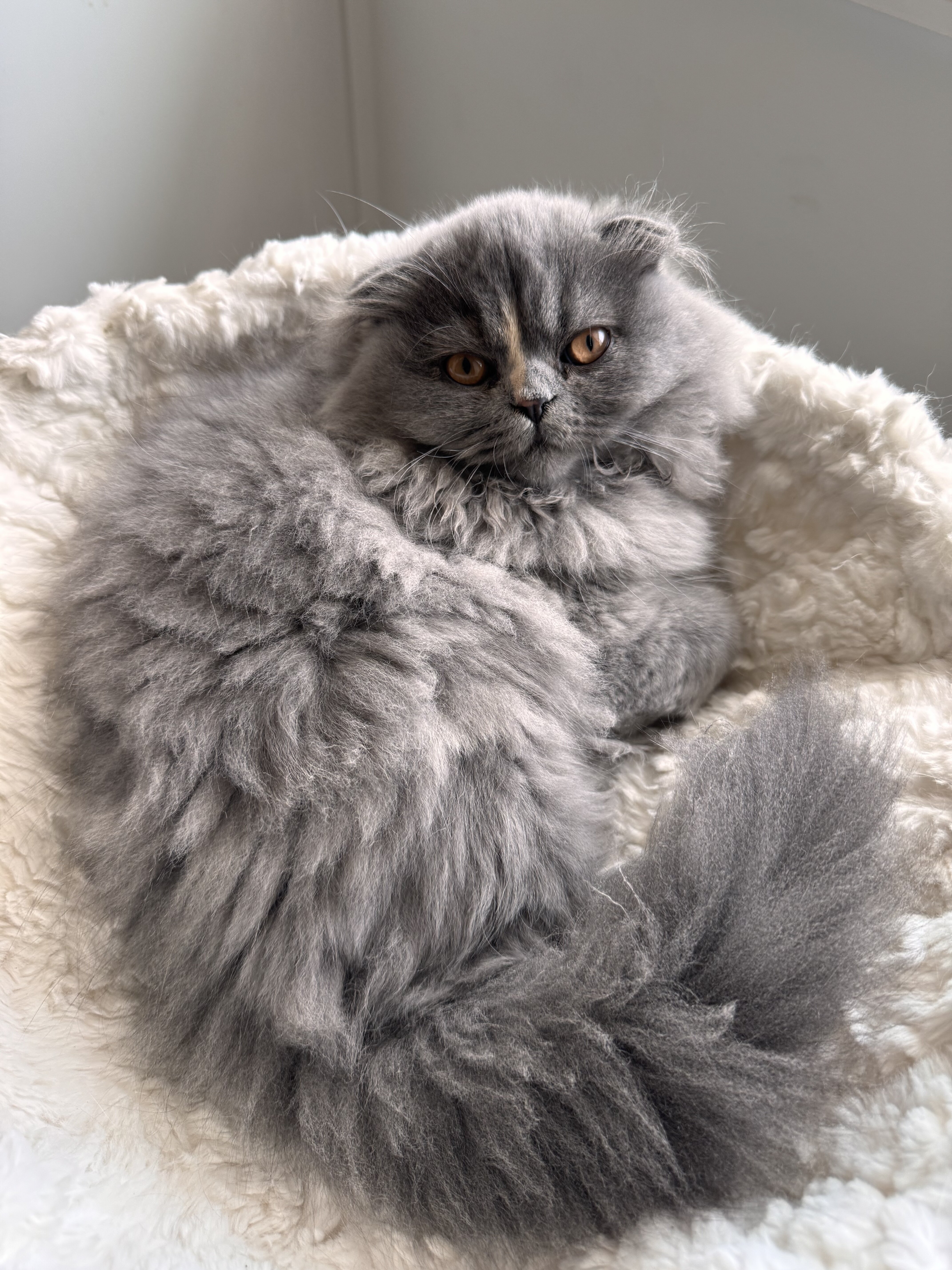 Scottish Fold Long Hair image 1
