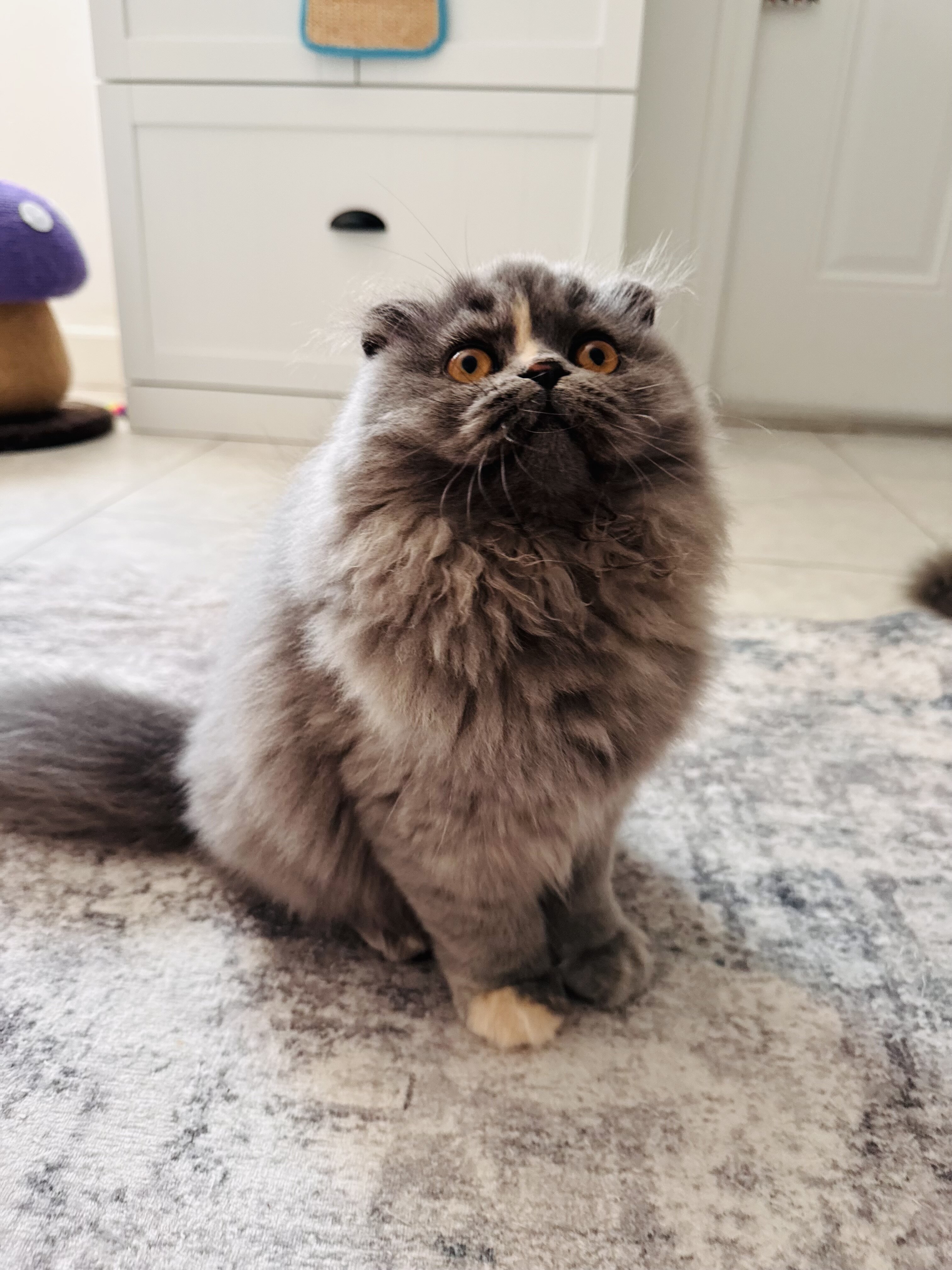 Scottish Fold Long Hair image 2