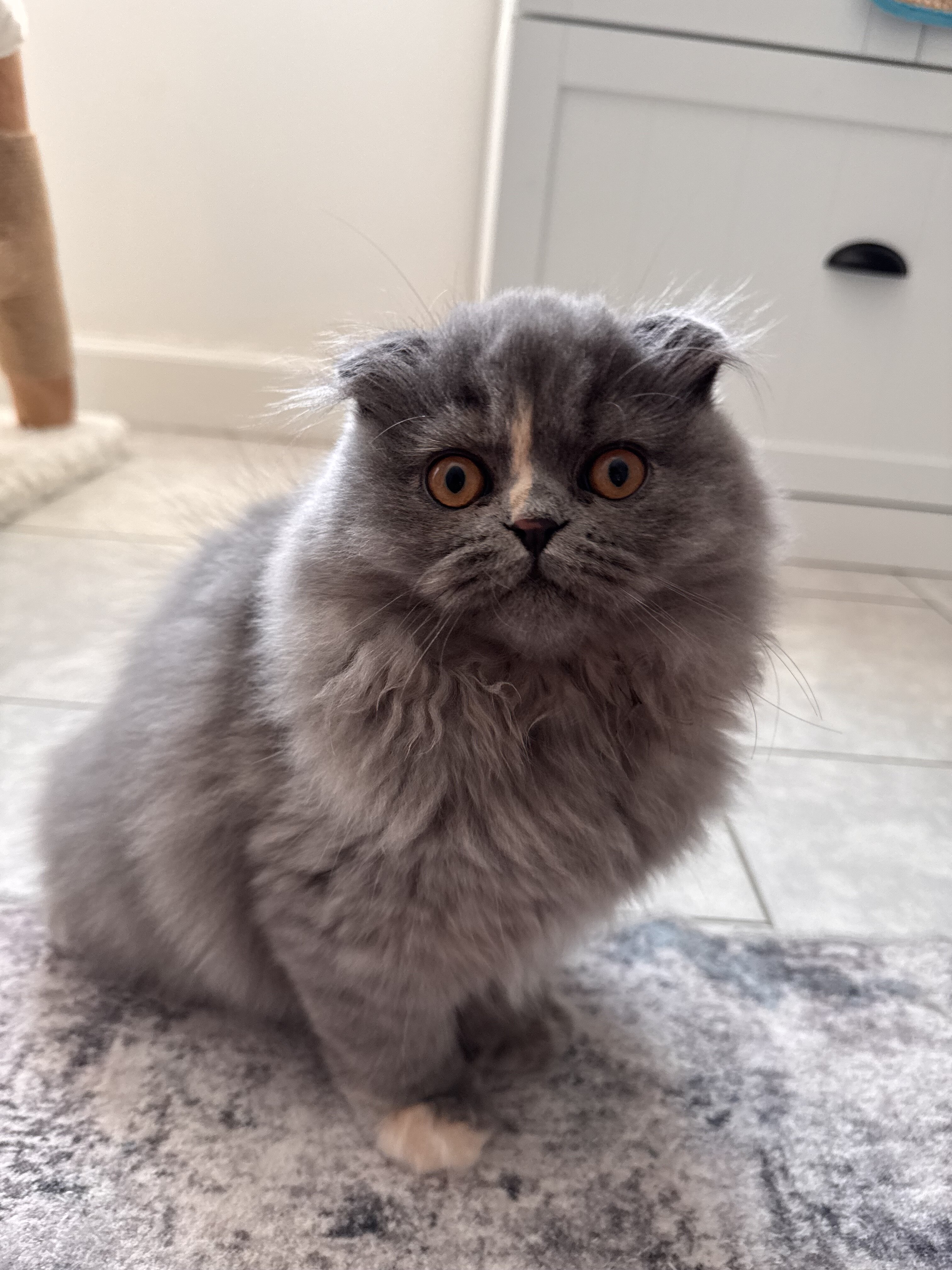 Scottish Fold Long Hair image 3
