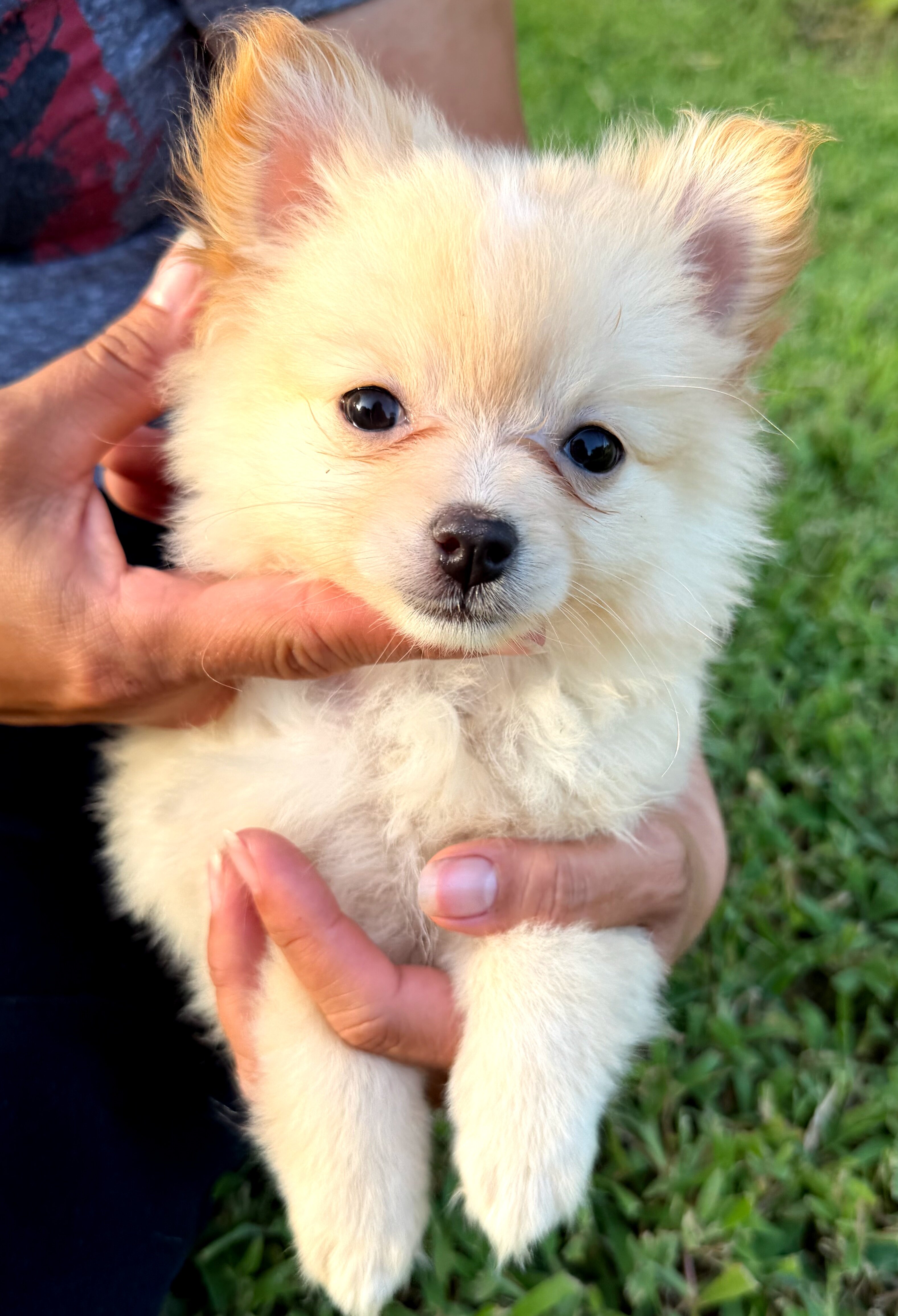 Pomeranian puppies image 1