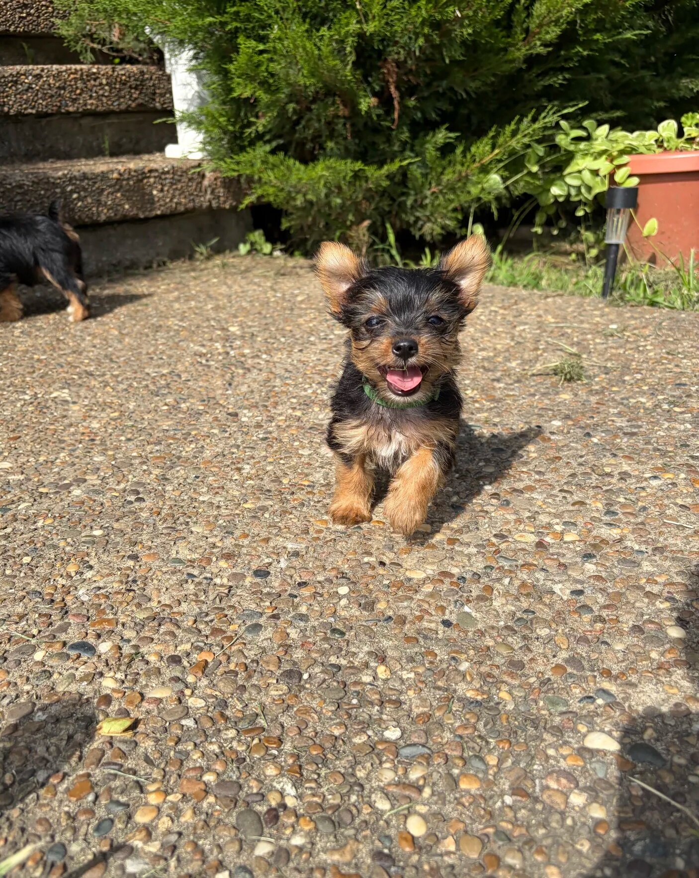 Adorable female yorkie puppies image 2