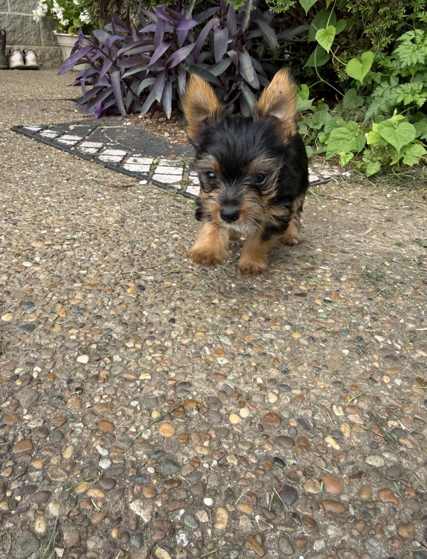 Adorable female yorkie puppies image 1