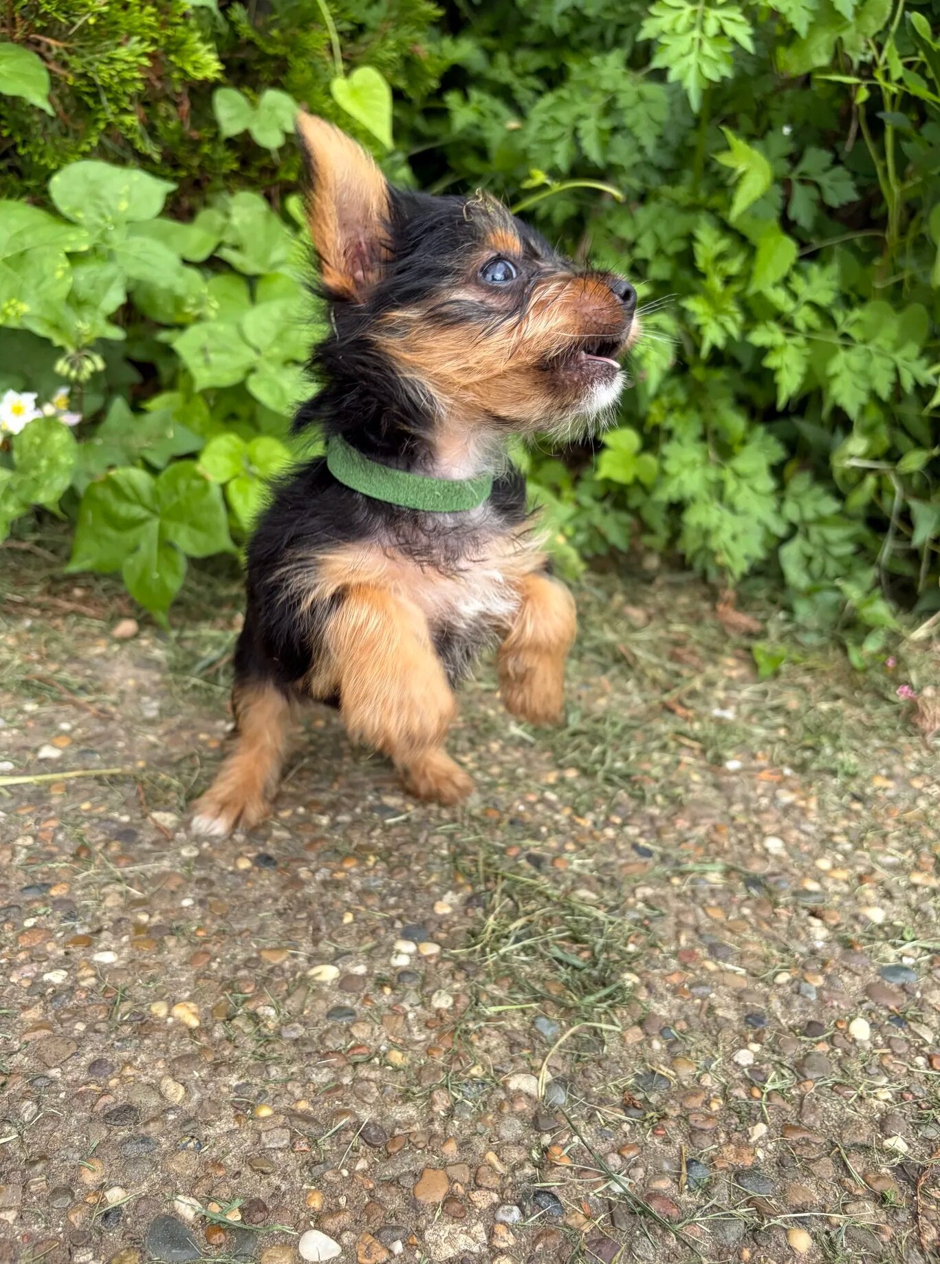 Adorable female yorkie puppies image 3
