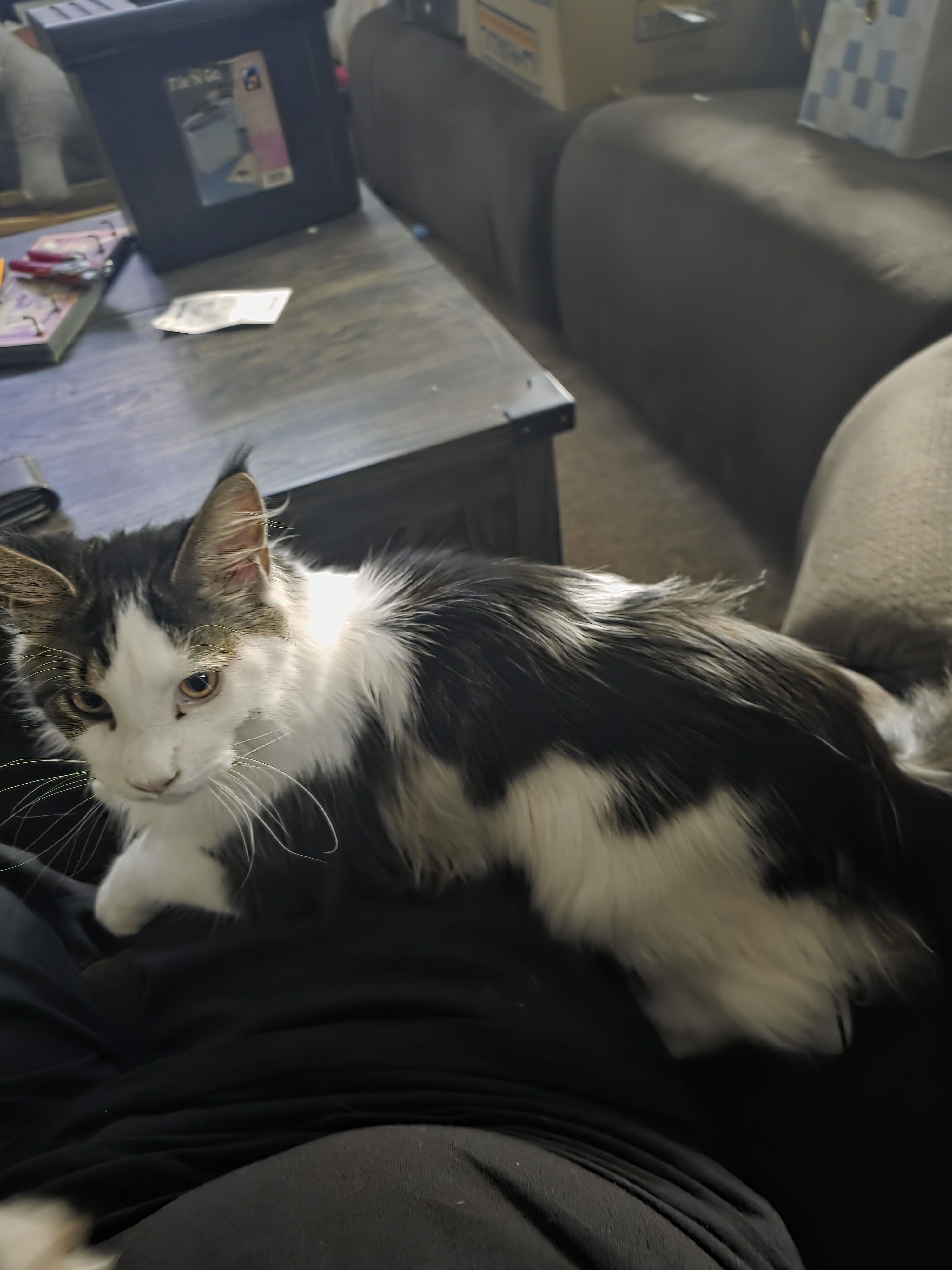 Maine coon cats image 2