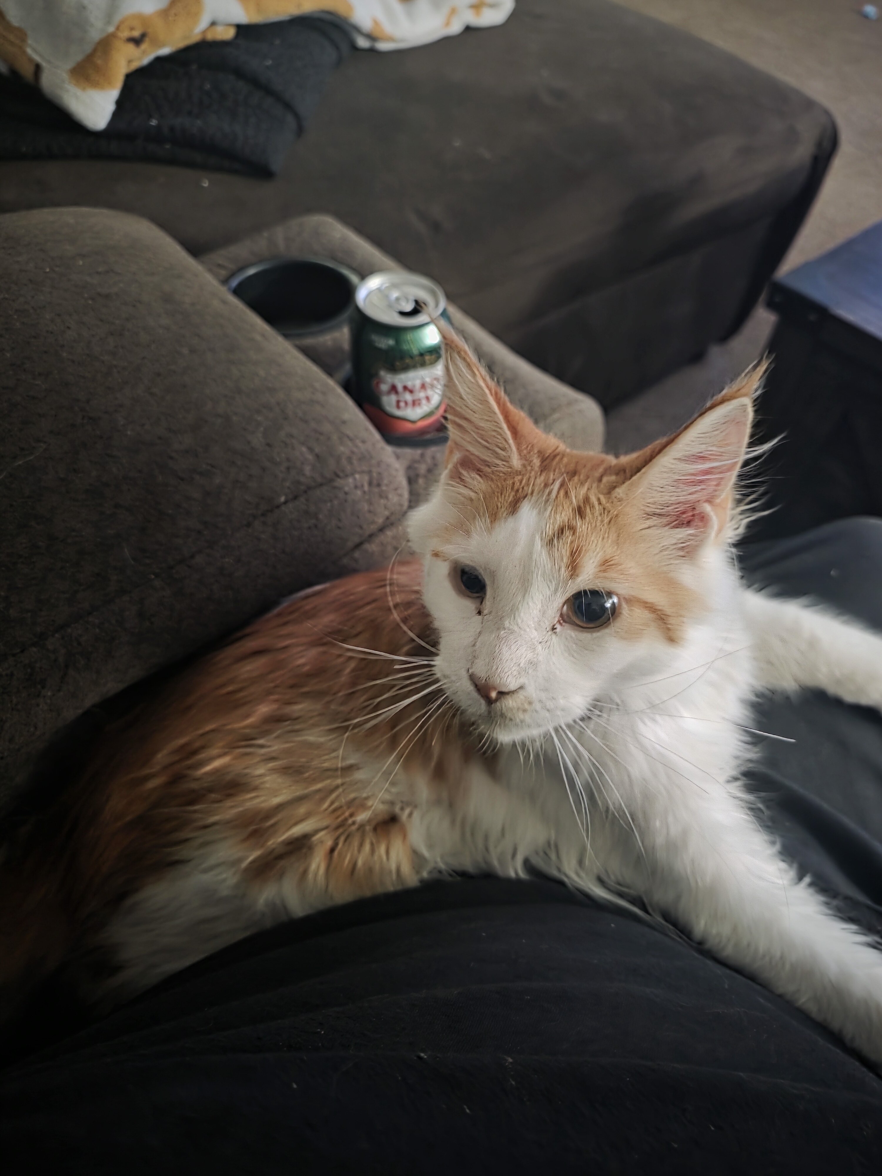 Maine coon cats image 1