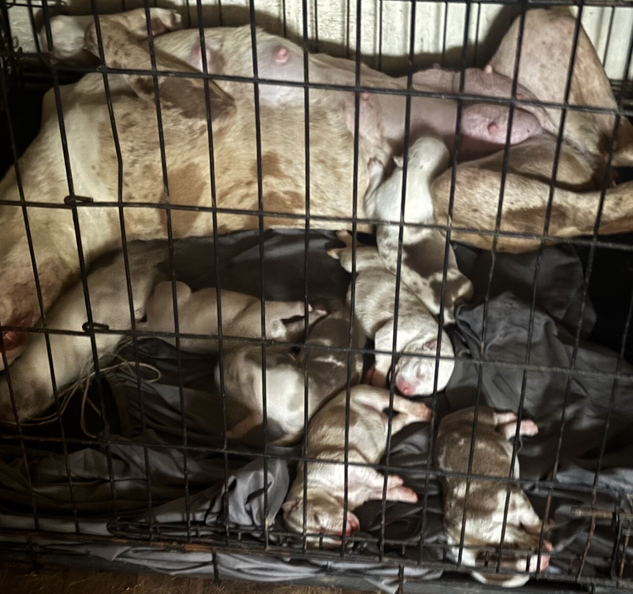 Pit puppies image 2