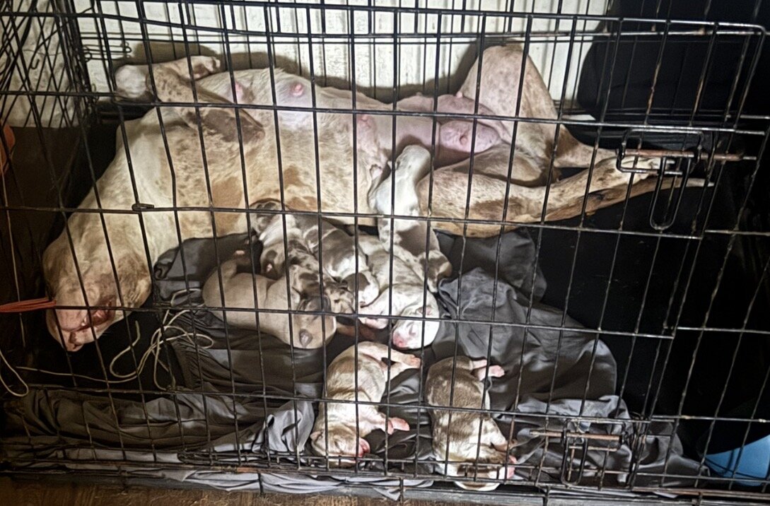 Pit puppies image 1