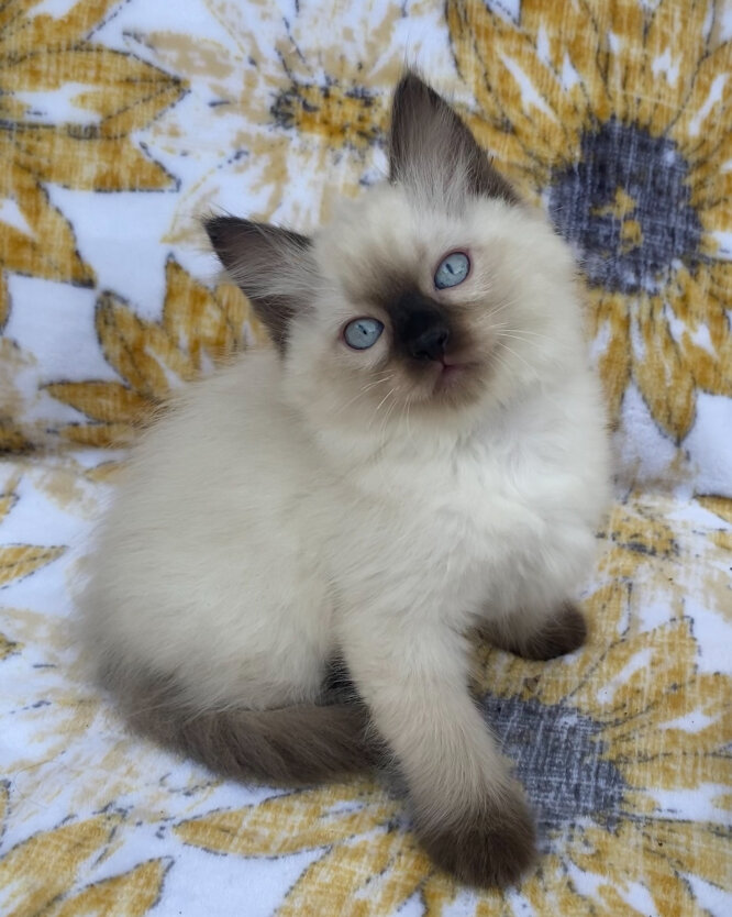 Seal Point and Mitted Ragdoll Kittens image 4