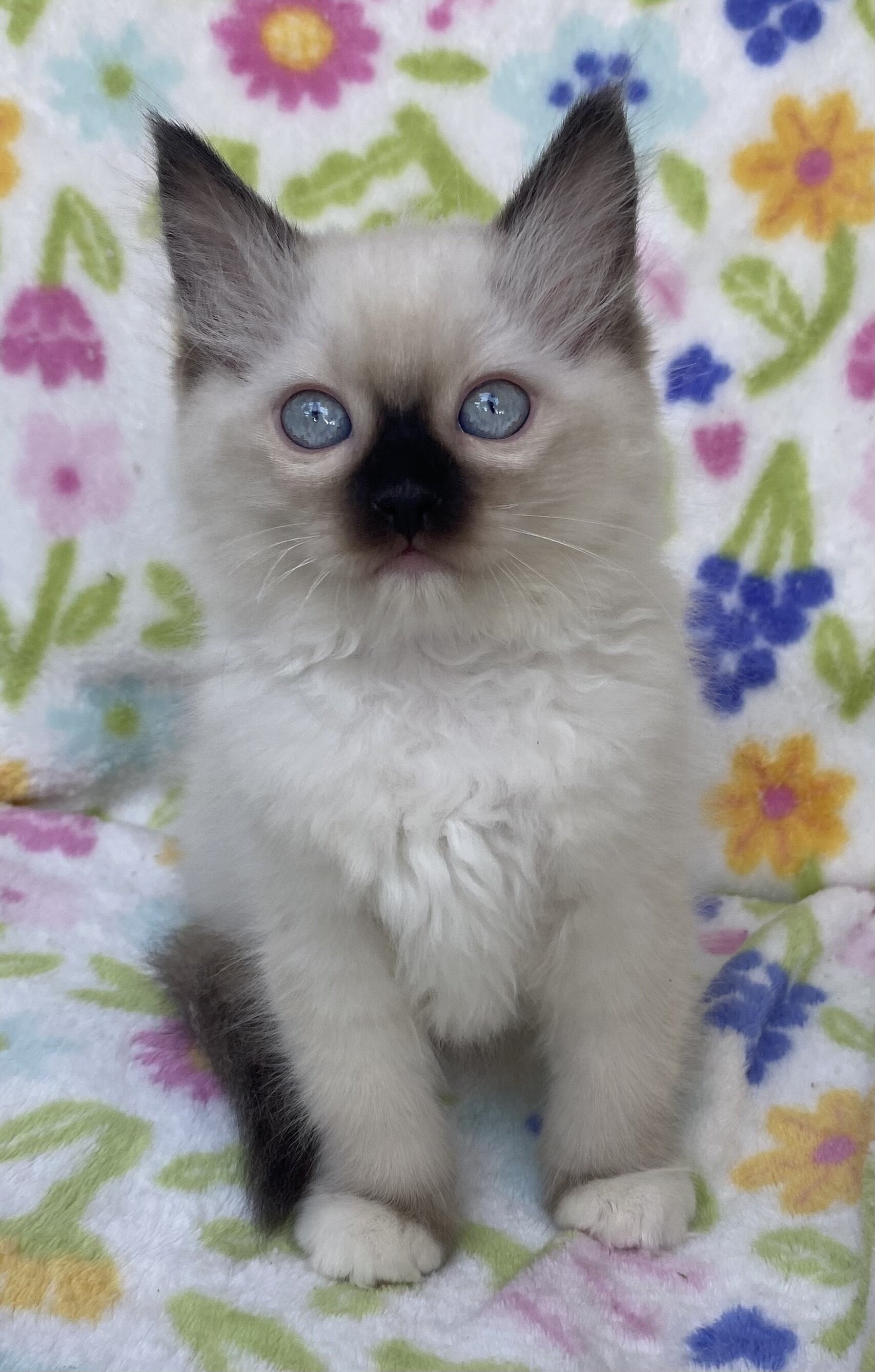 Seal Point and Mitted Ragdoll Kittens image 3