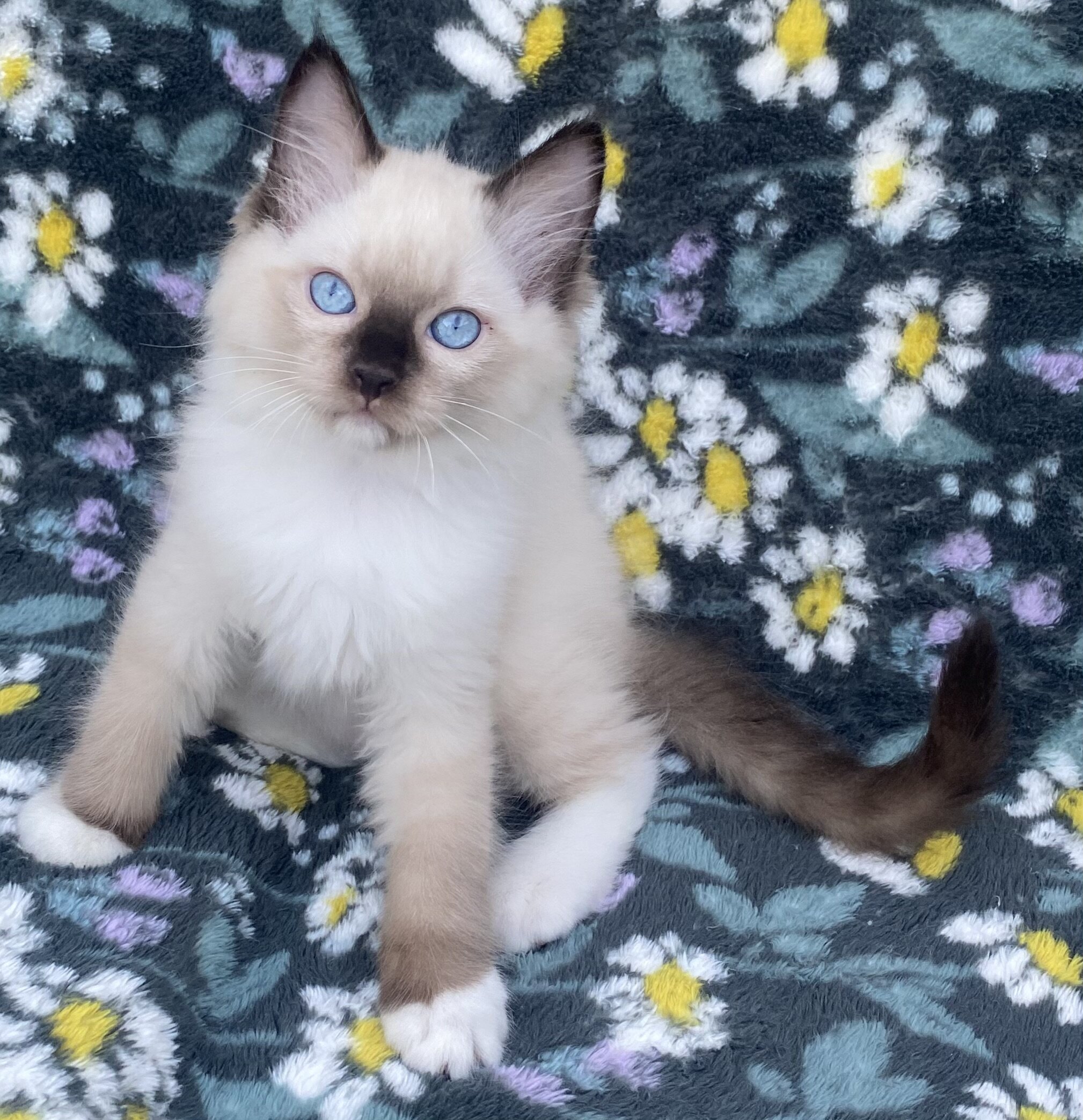 Seal Point and Mitted Ragdoll Kittens image 1