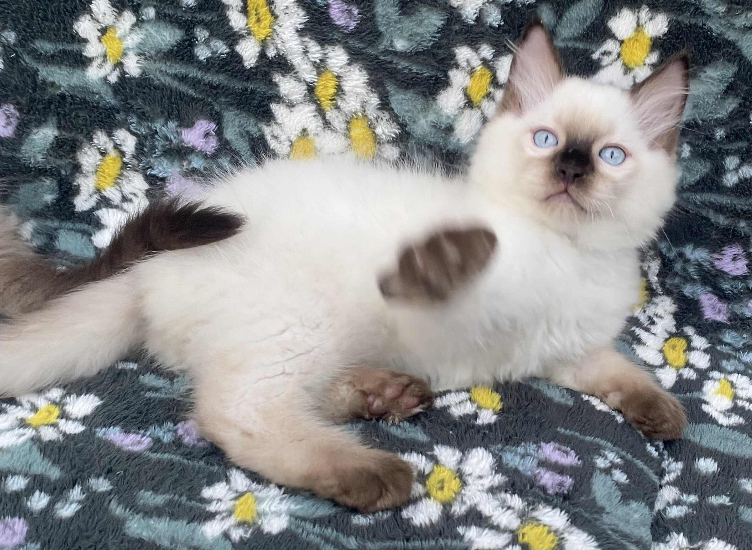 Seal Point and Mitted Ragdoll Kittens image 2