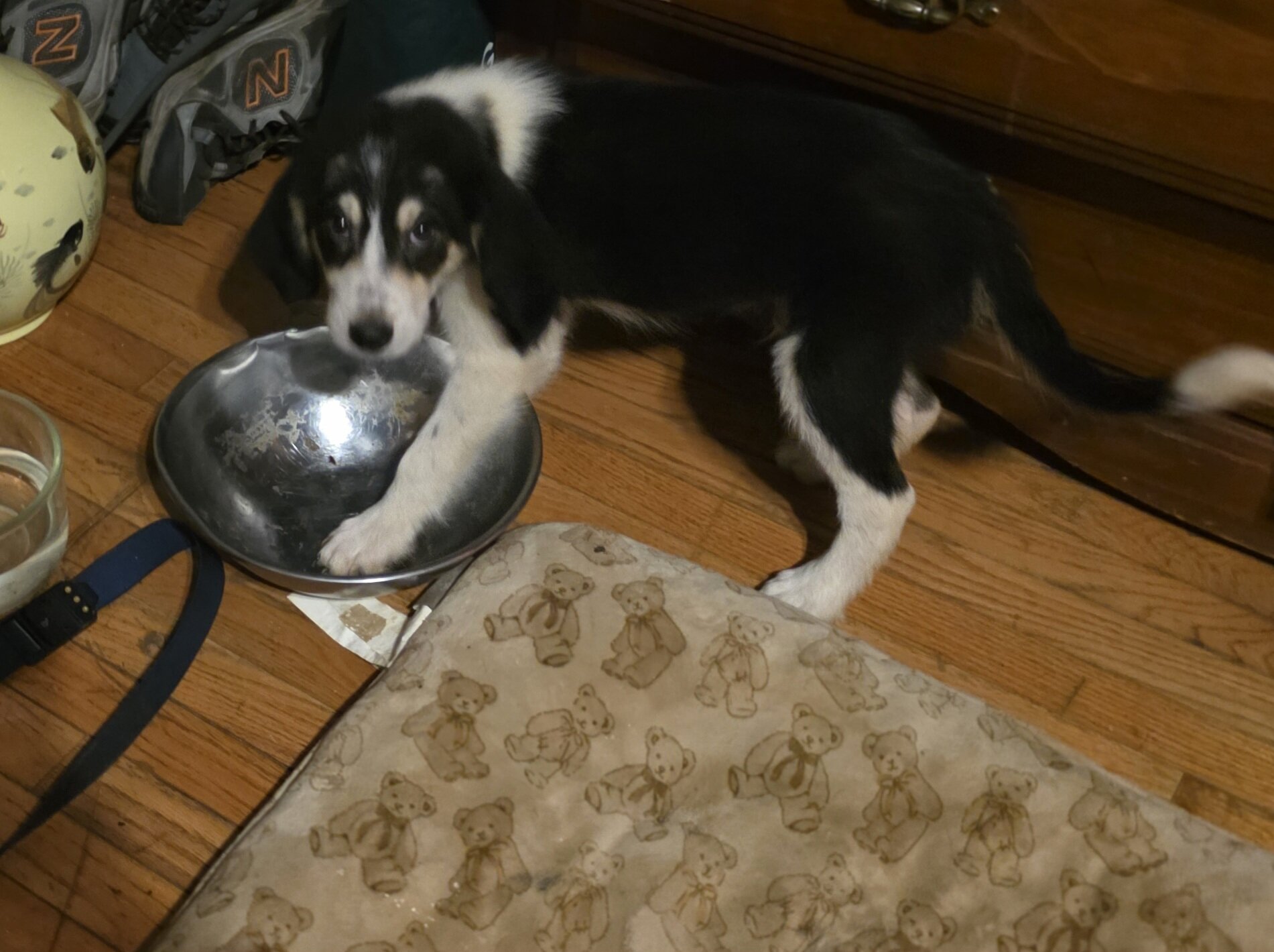 Puppies image 10
