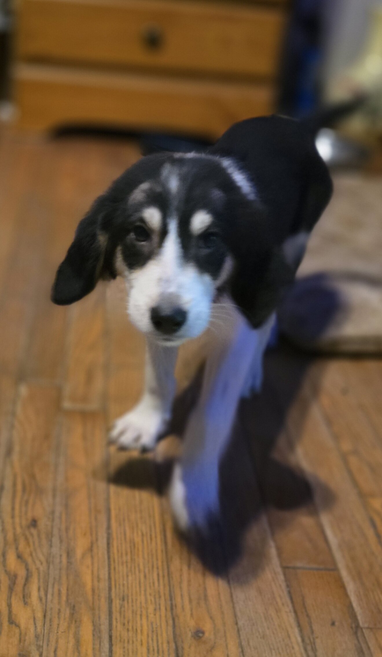Puppies image 9