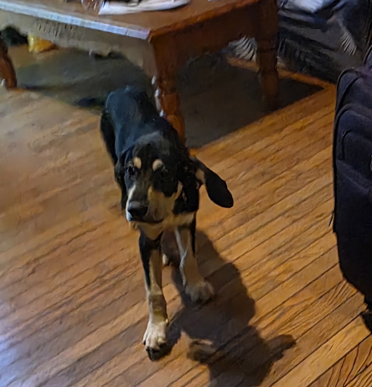 Puppies image 8