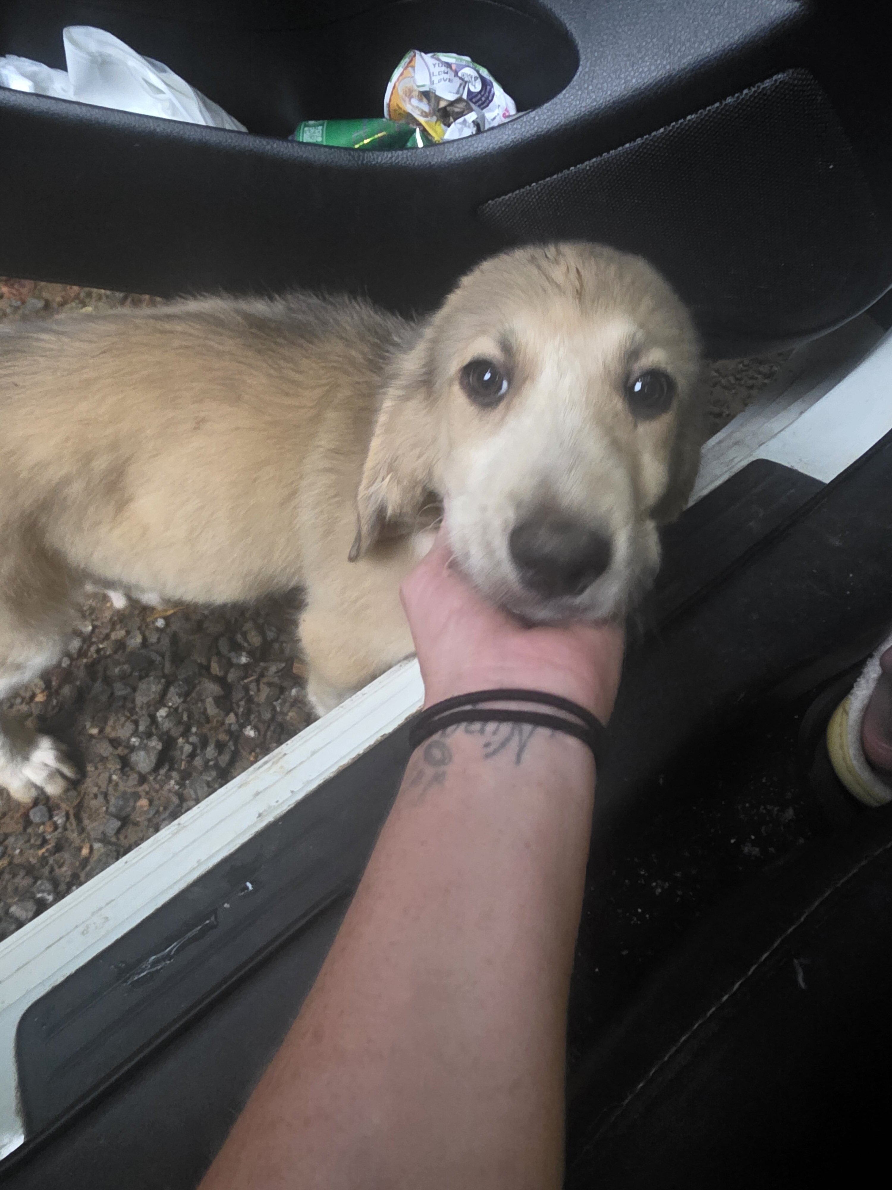 Puppies image 7