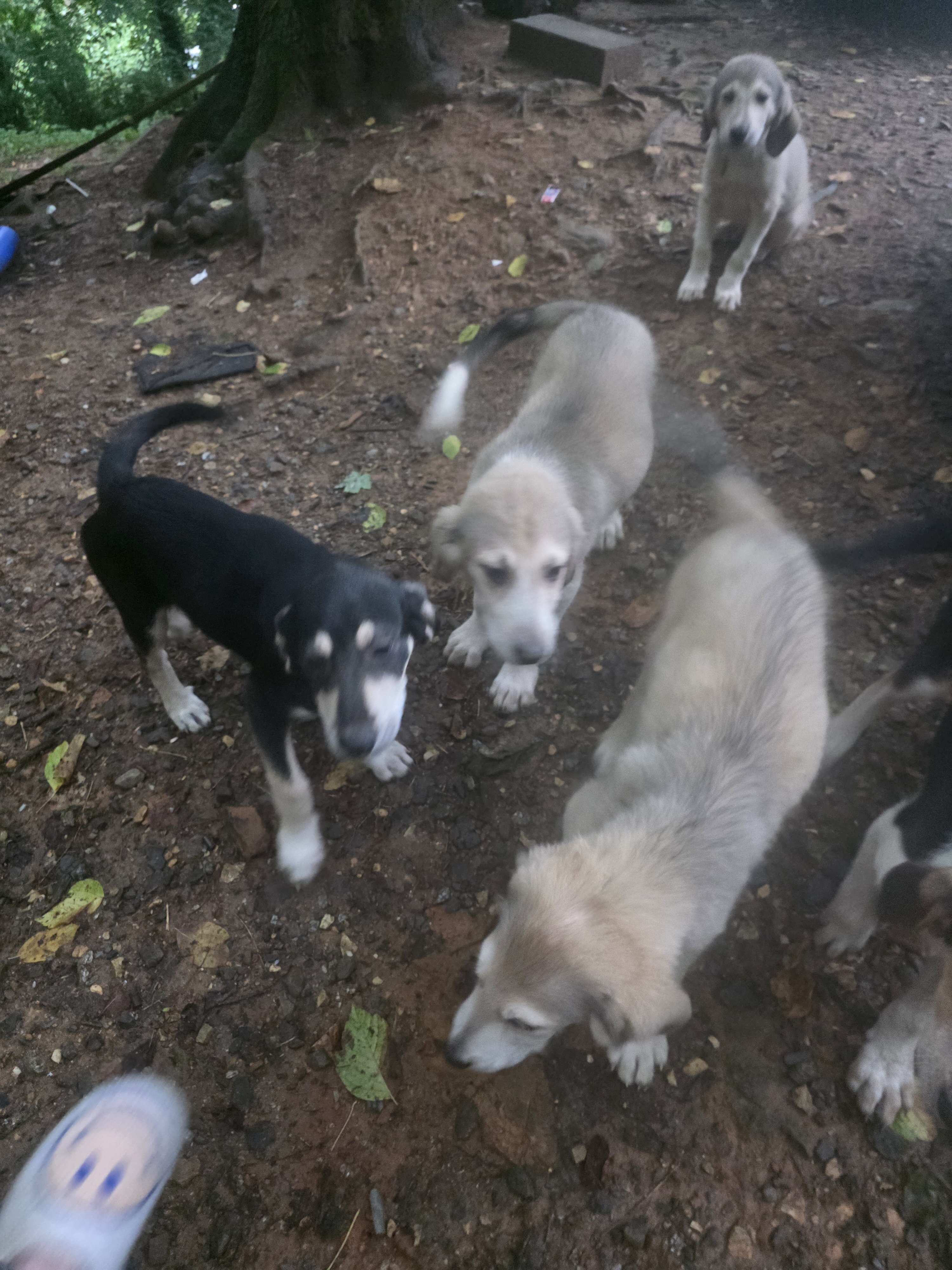Puppies image 4