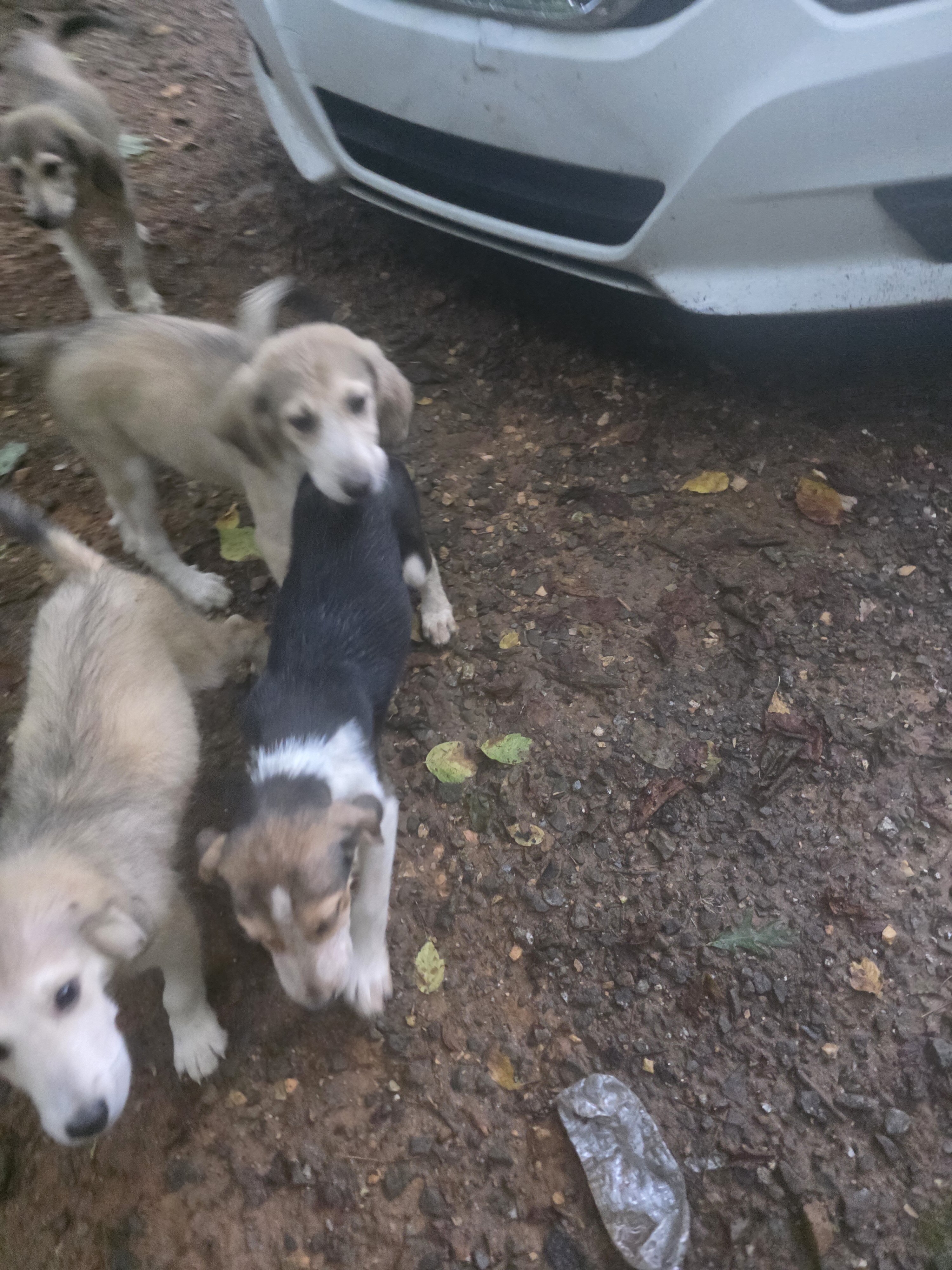 Puppies image 3