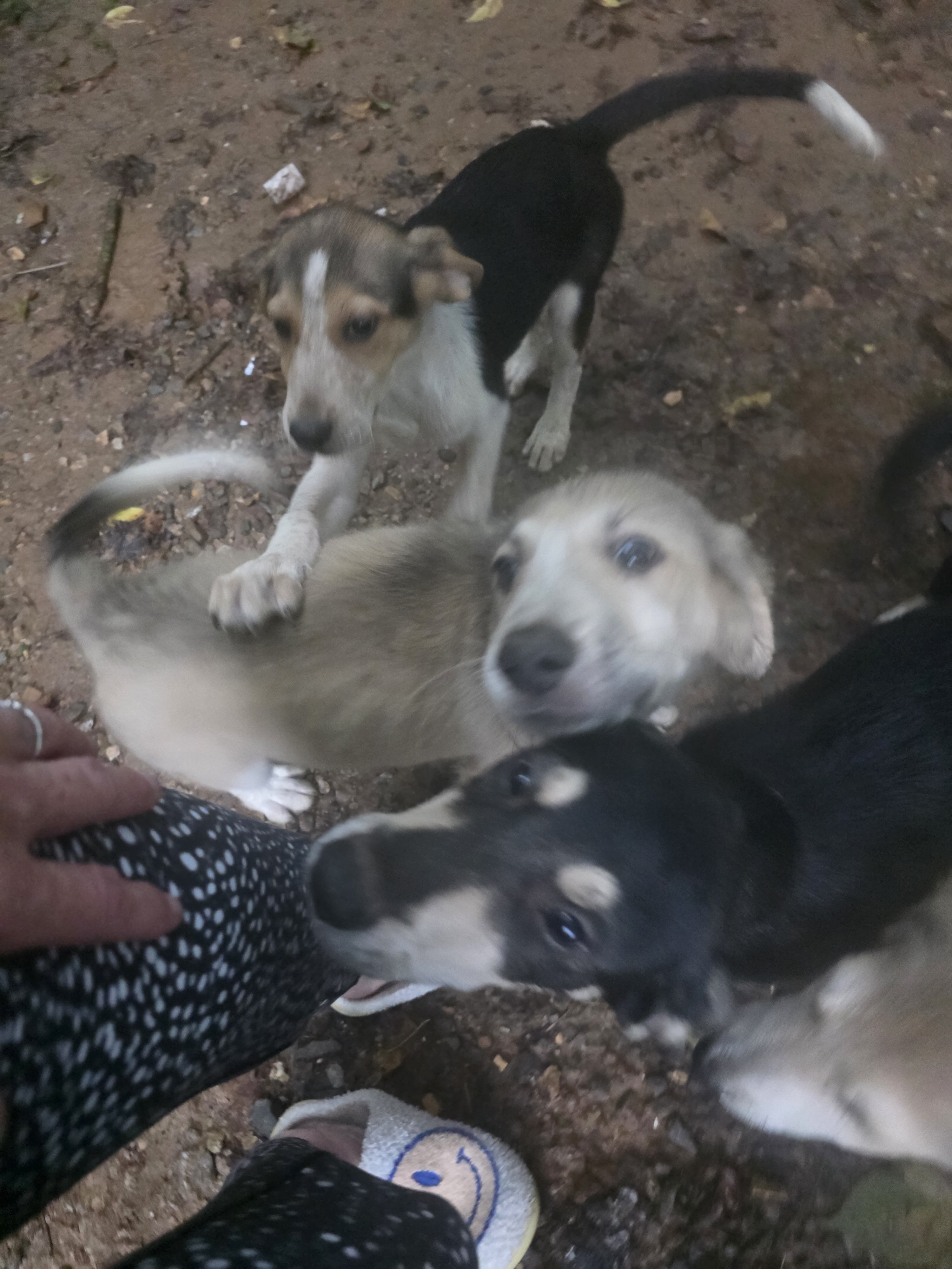 Puppies image 5