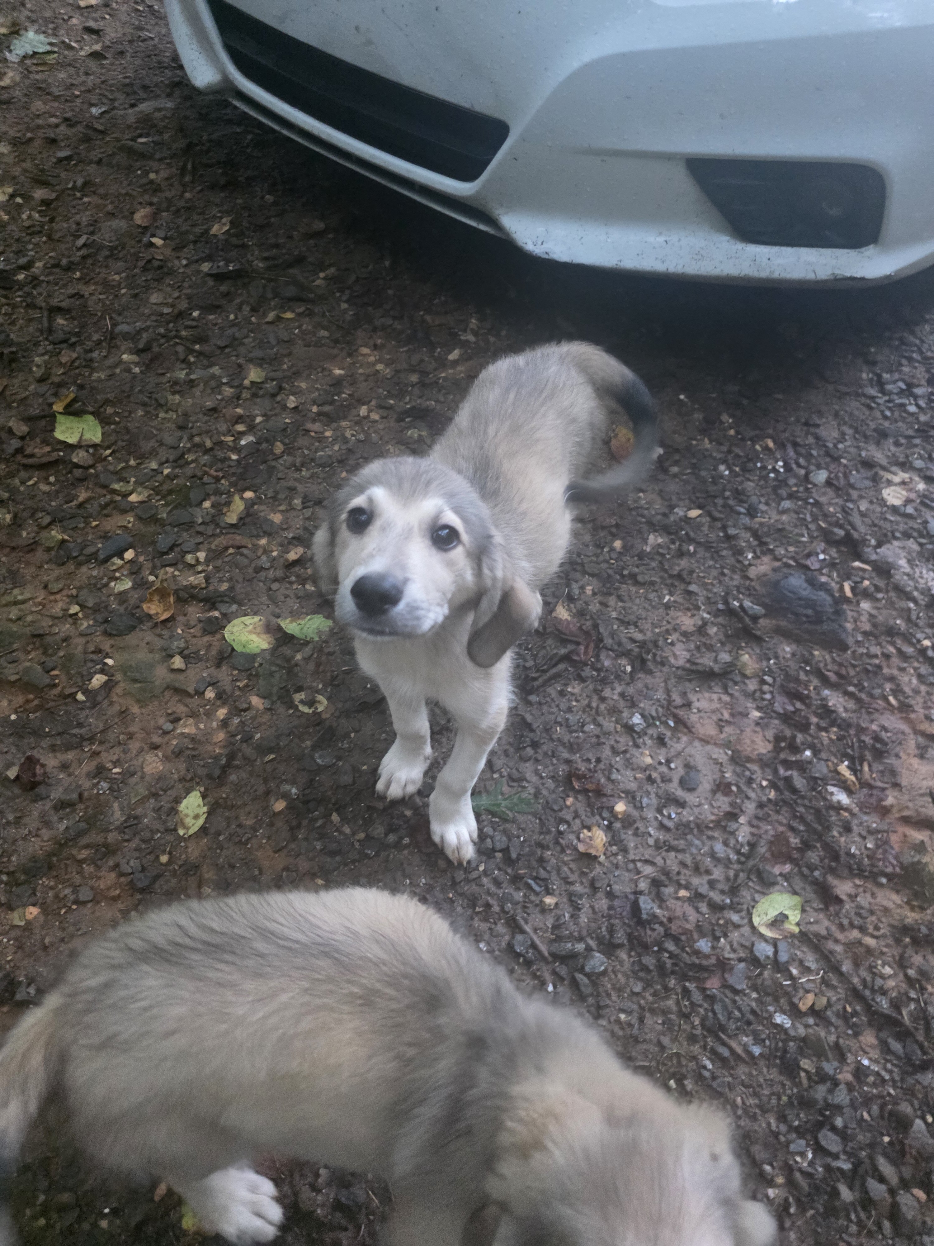 Puppies image 6