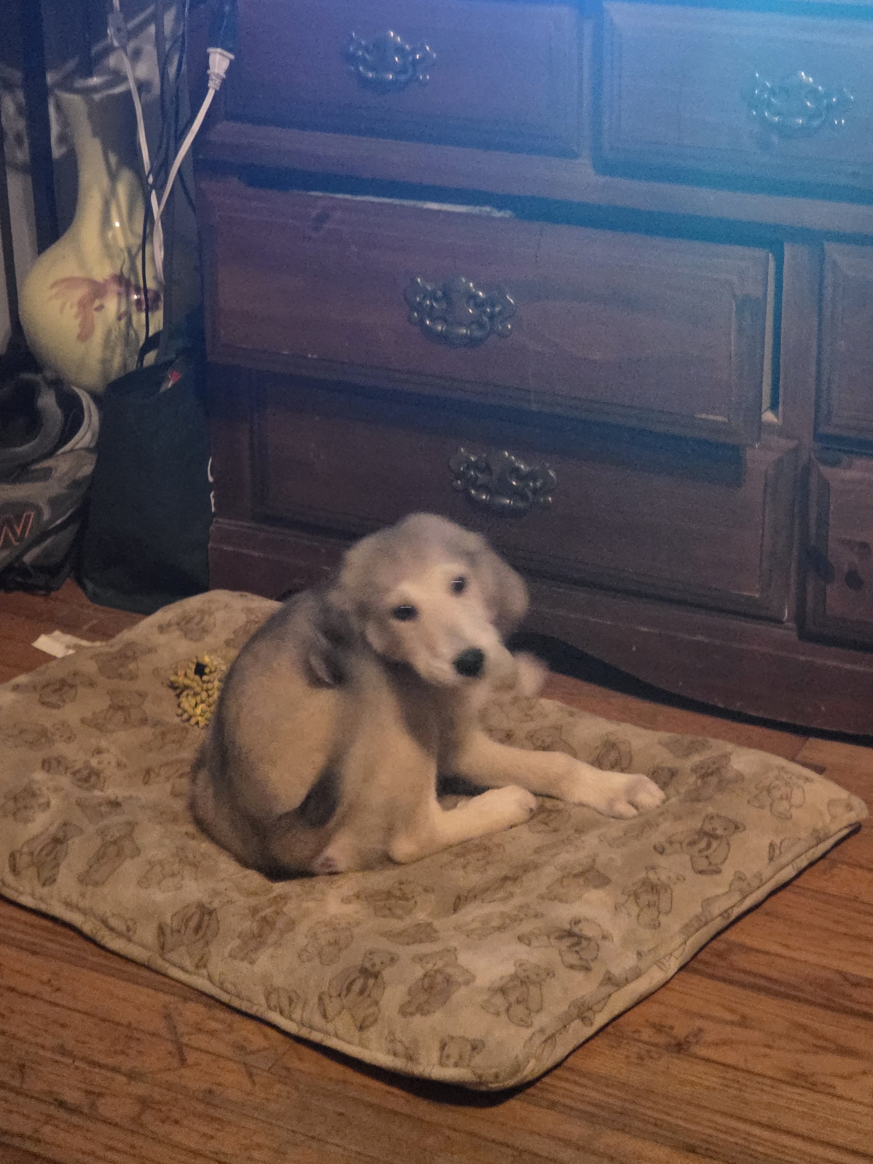 Puppies image 1