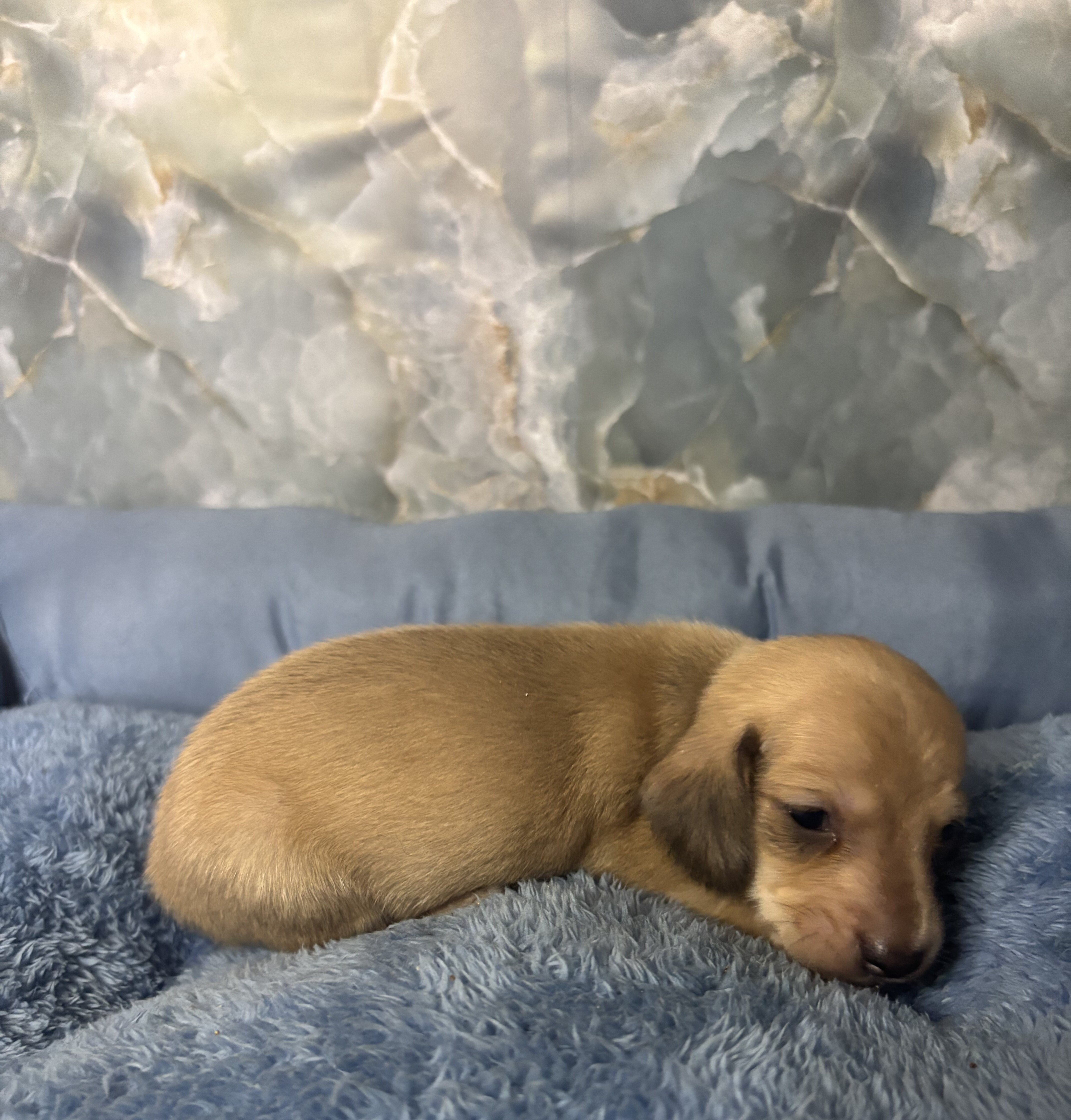 dachshund puppies born 6/25 image 4