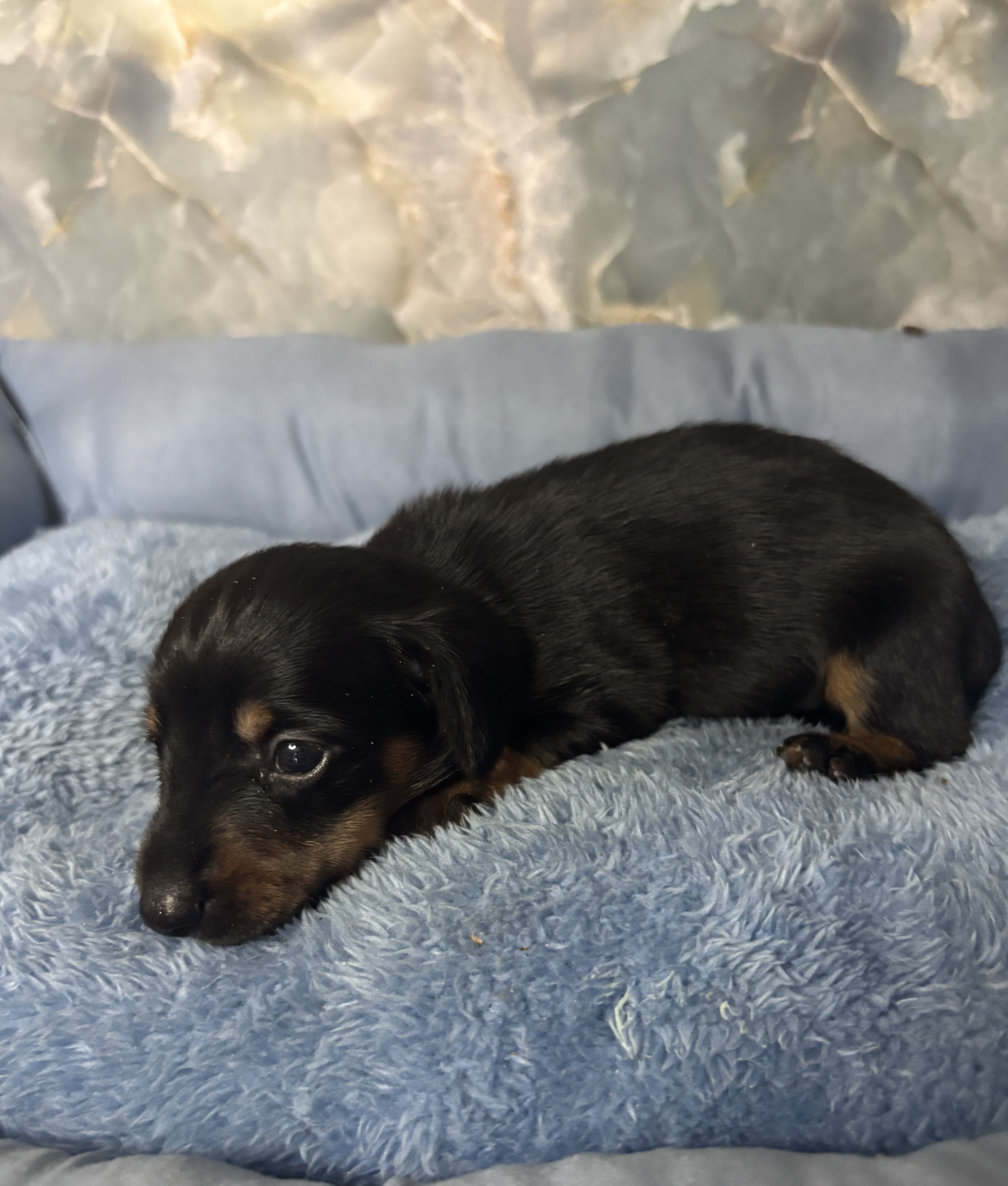 dachshund puppies born 6/25 image 3