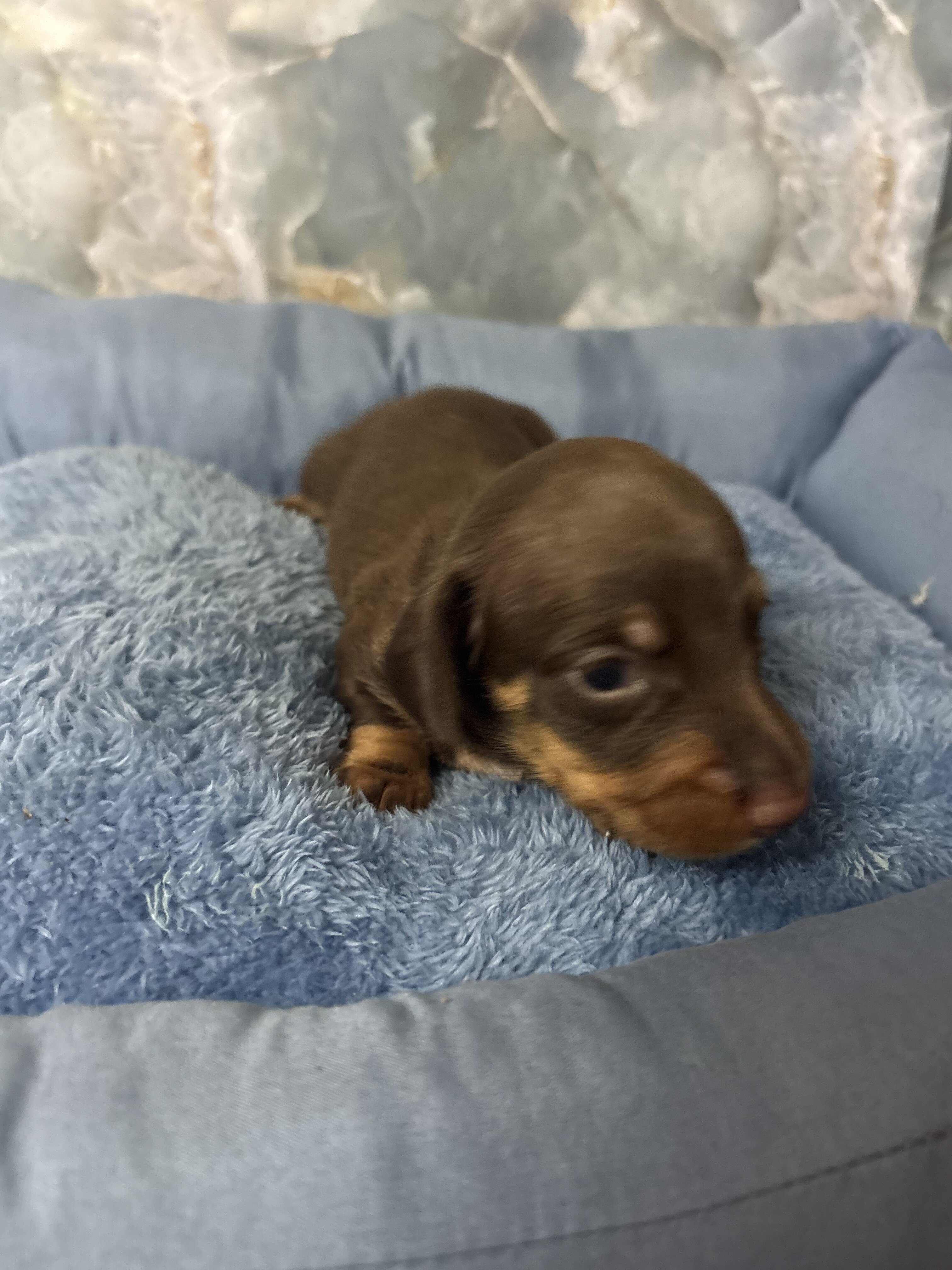 dachshund puppies born 6/25 image 1