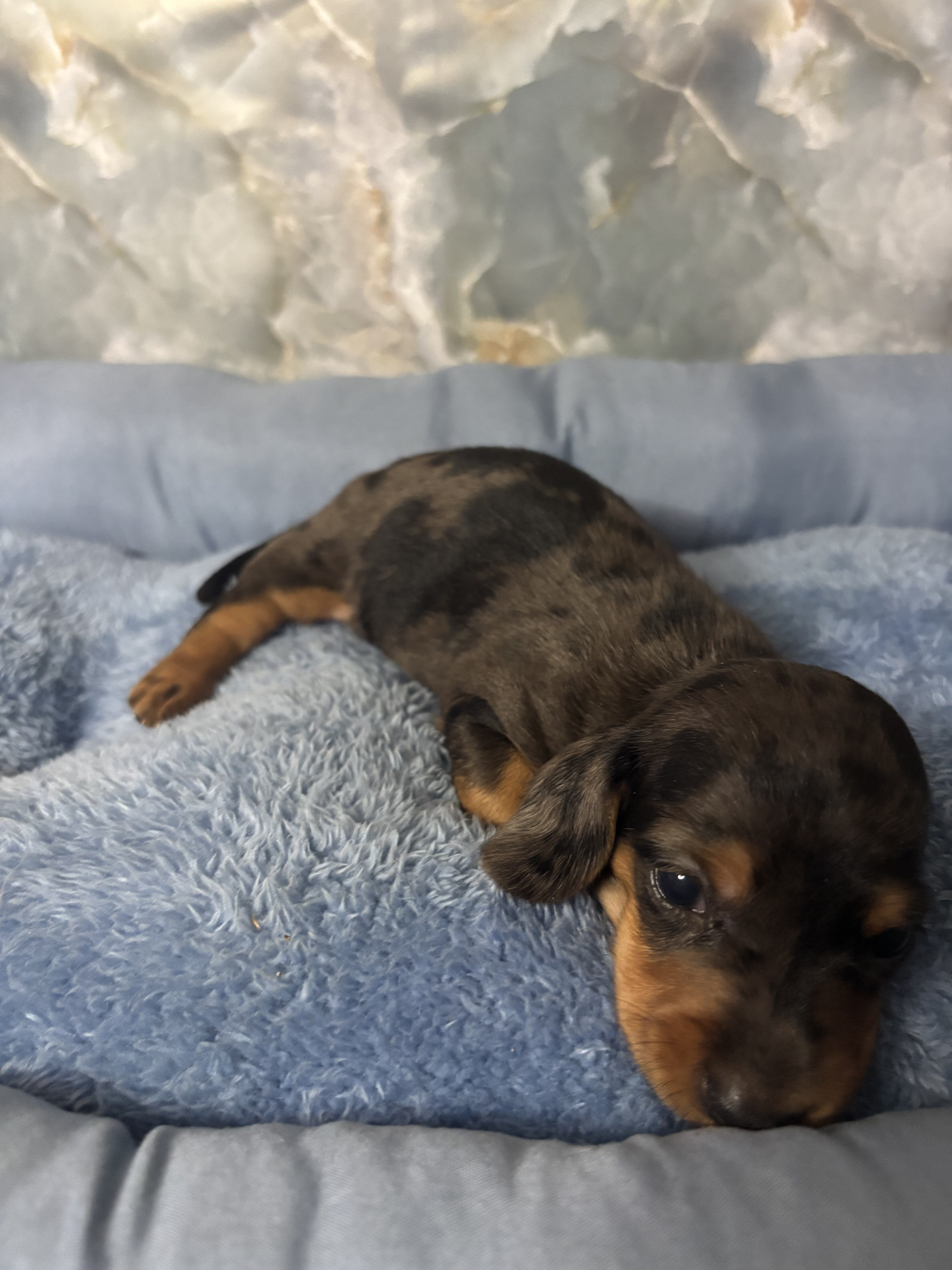 dachshund puppies born 7/1 image 5
