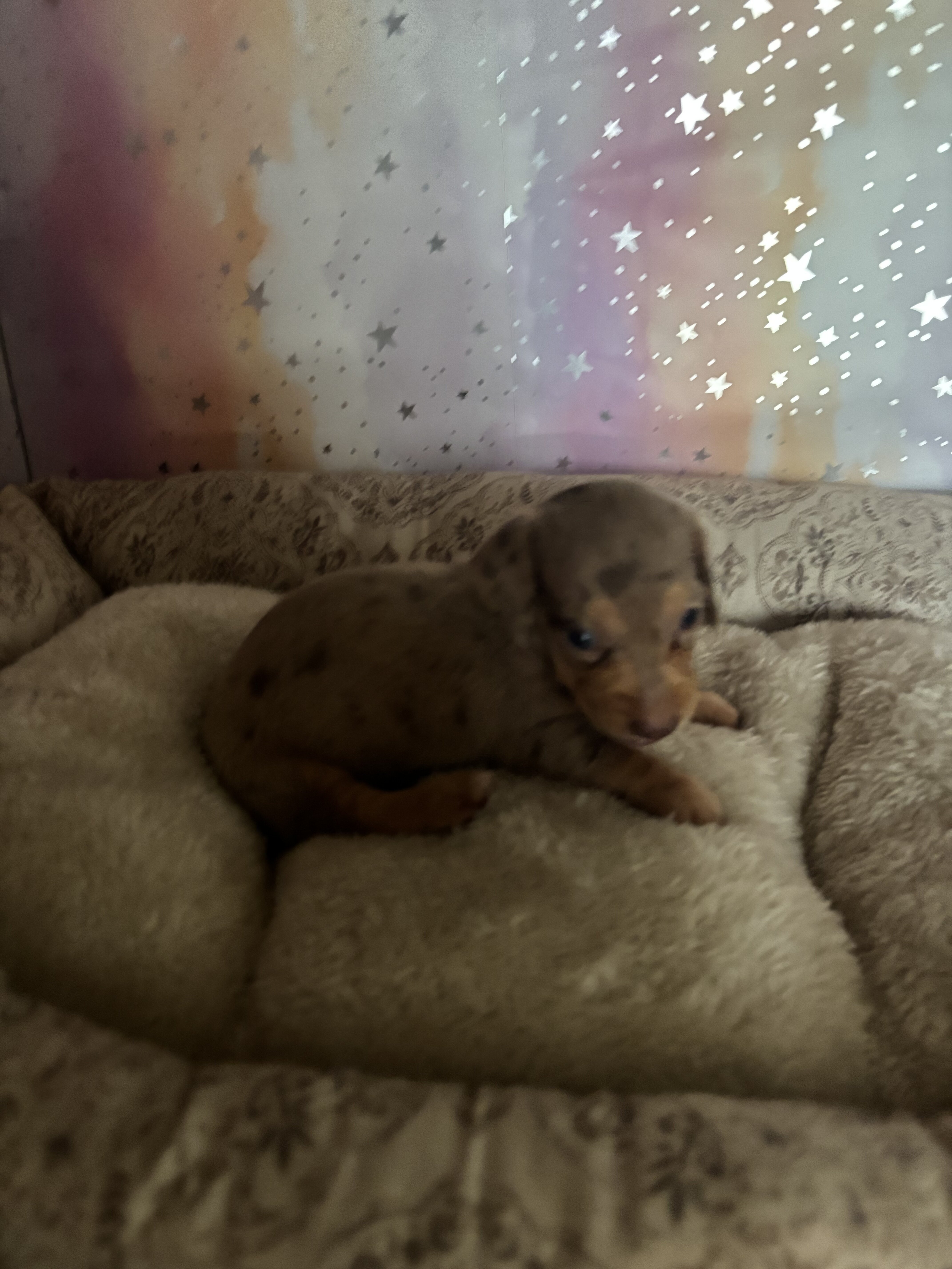 dachshund puppies born 7/1 image 4