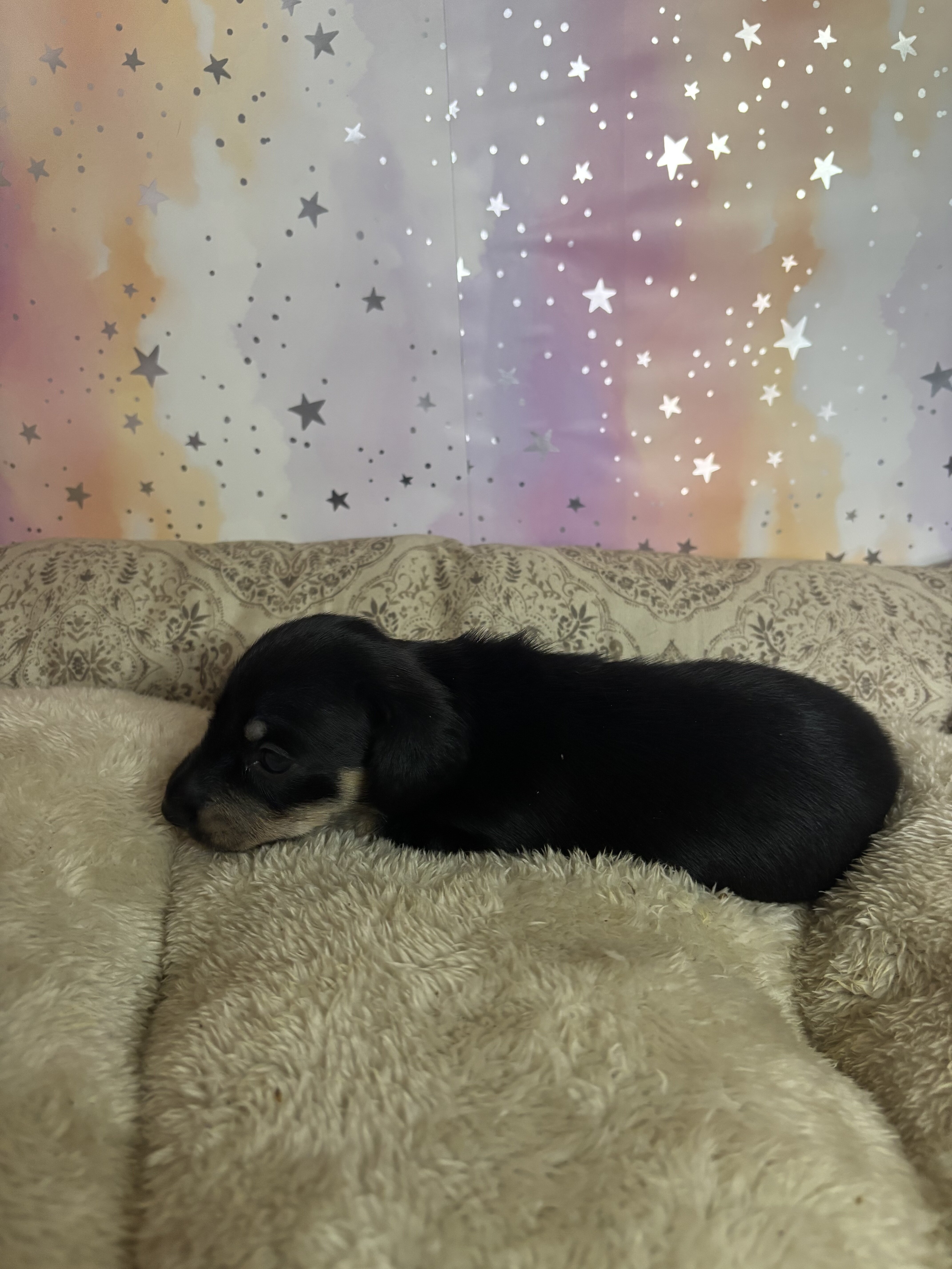 dachshund puppies born 7/1 image 3