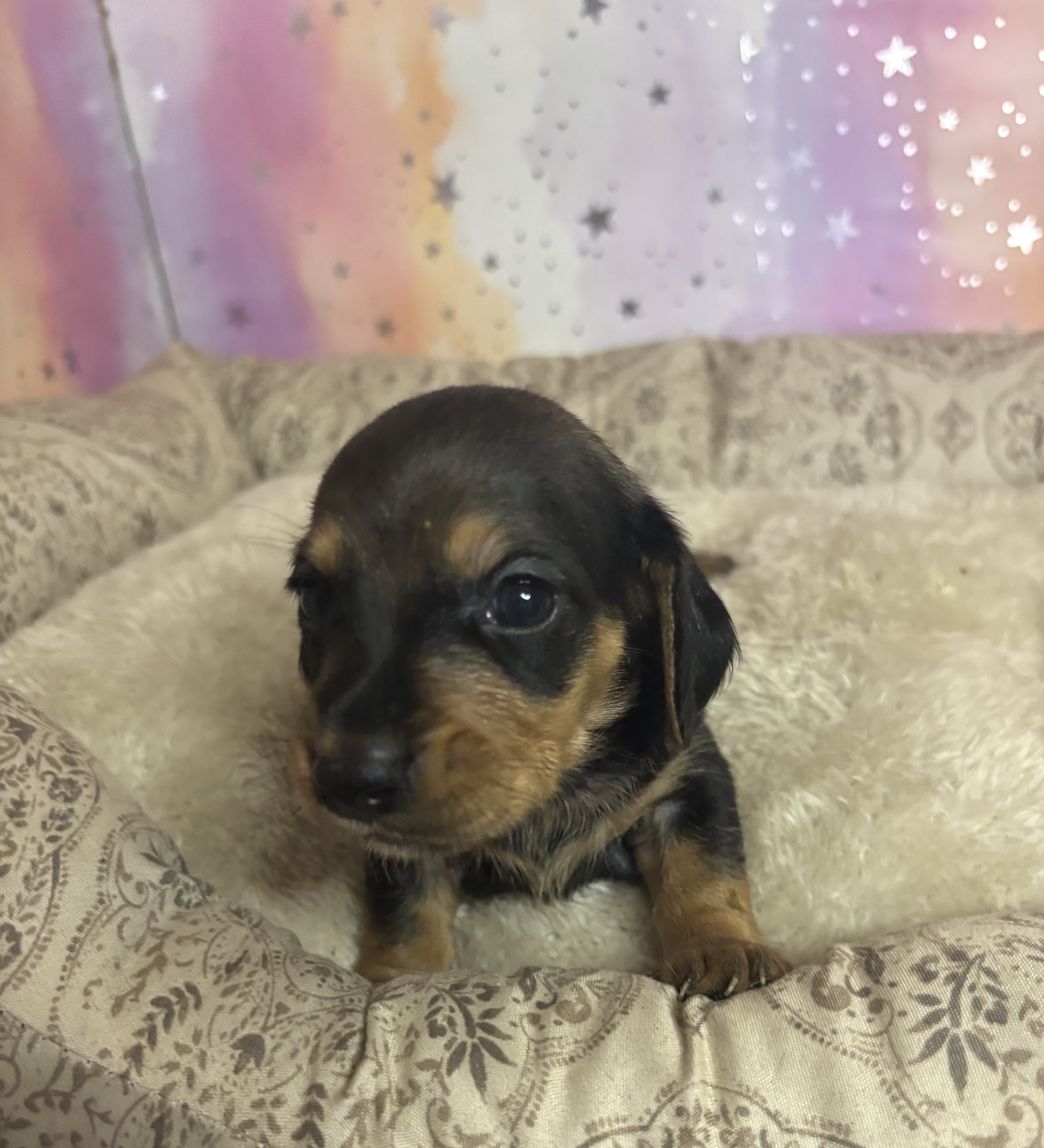 dachshund puppies born 7/1 image 2