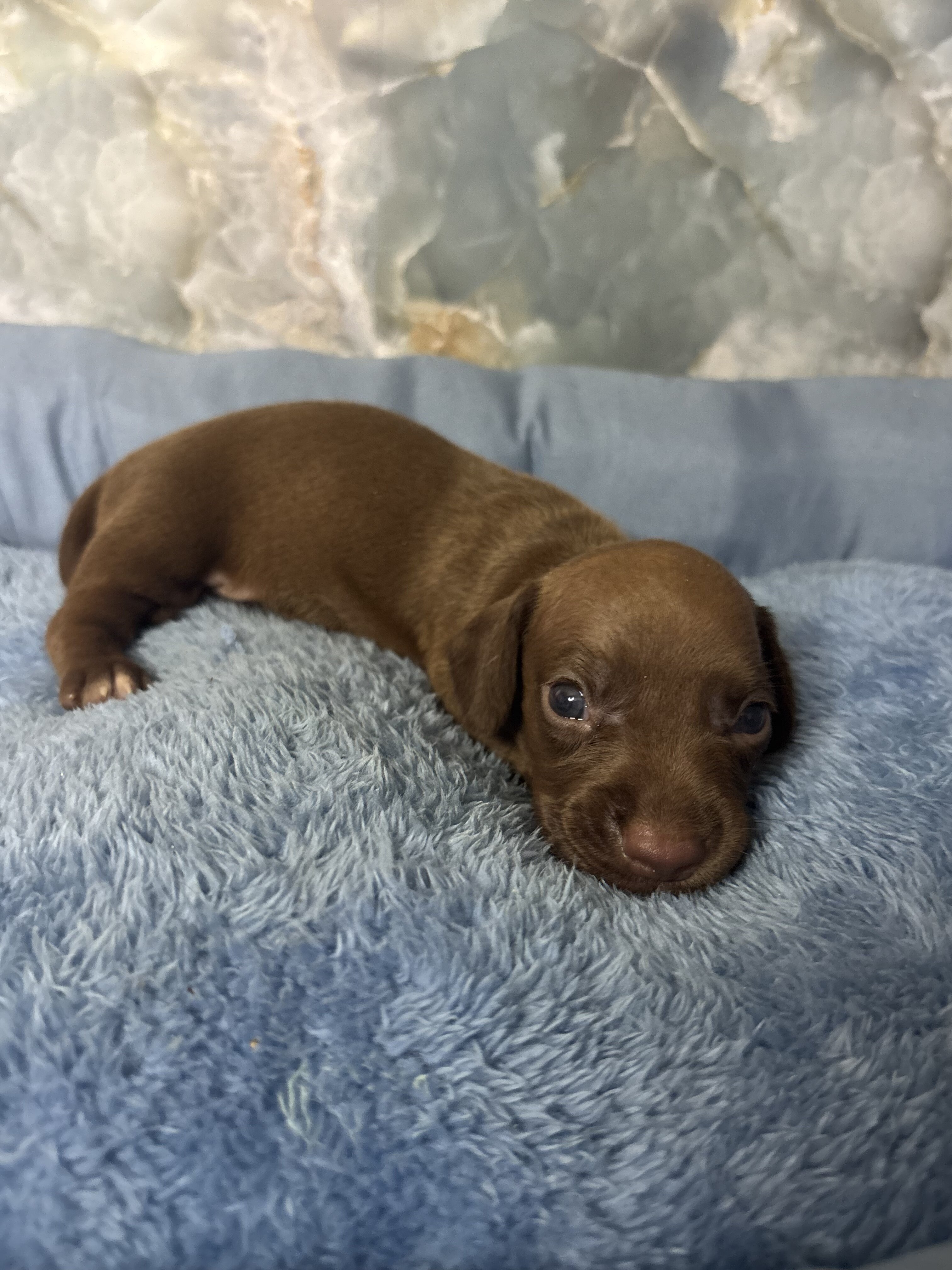dachshund puppies born 7/1 image 1