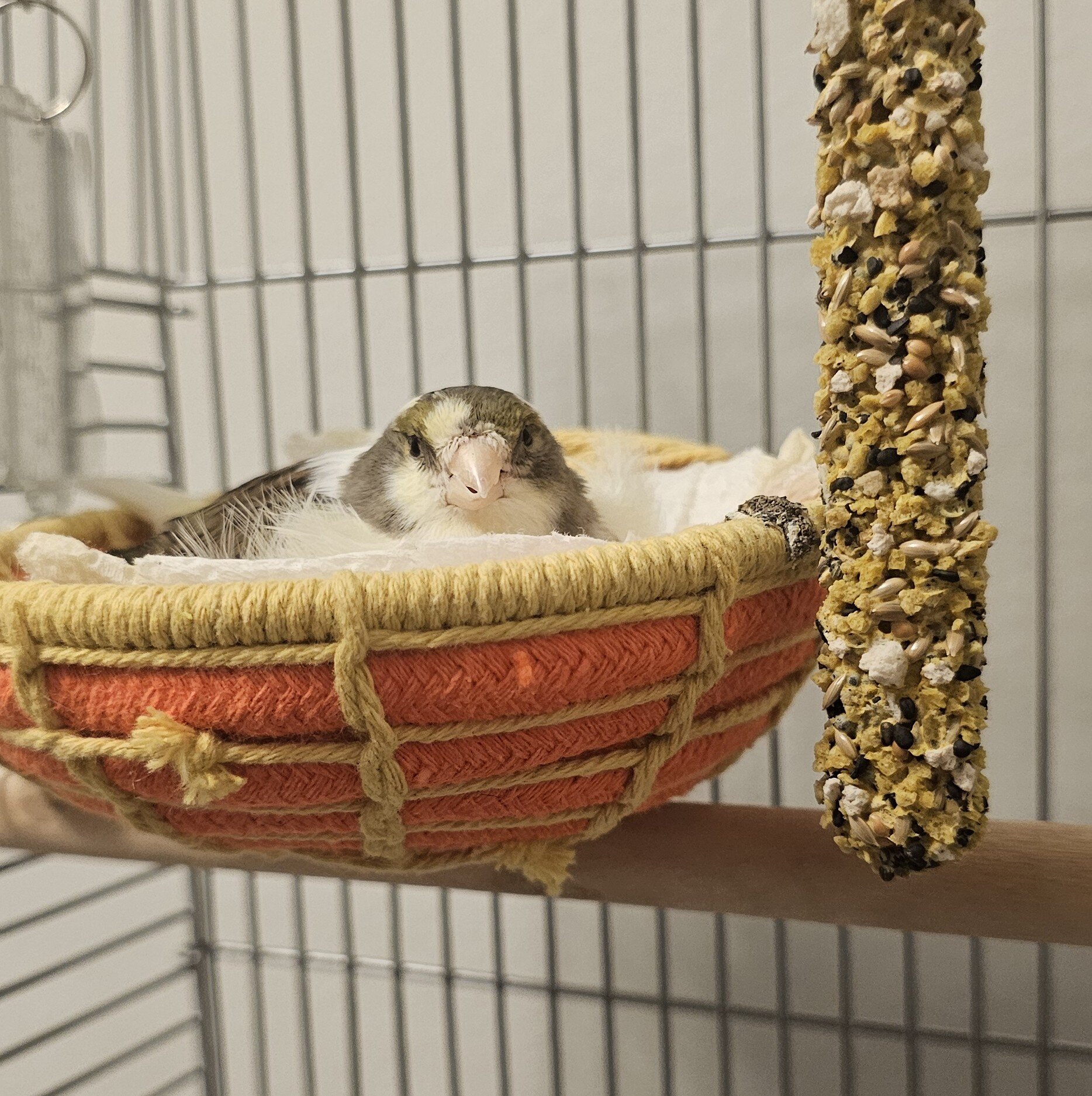 Canary image 1