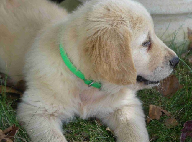 Golden retriever needing a loving home image 1