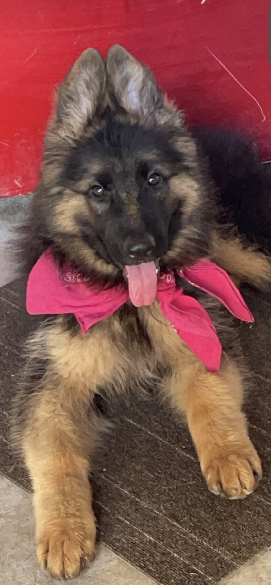 German shepherd female image 3
