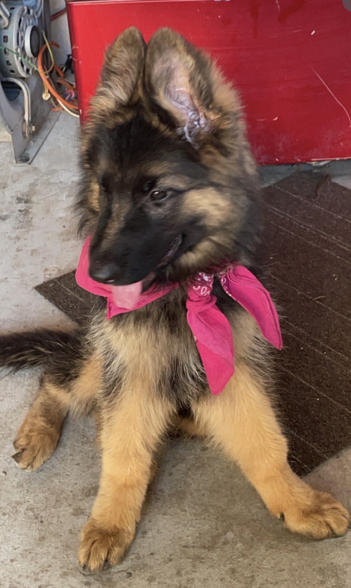 German shepherd female image 2