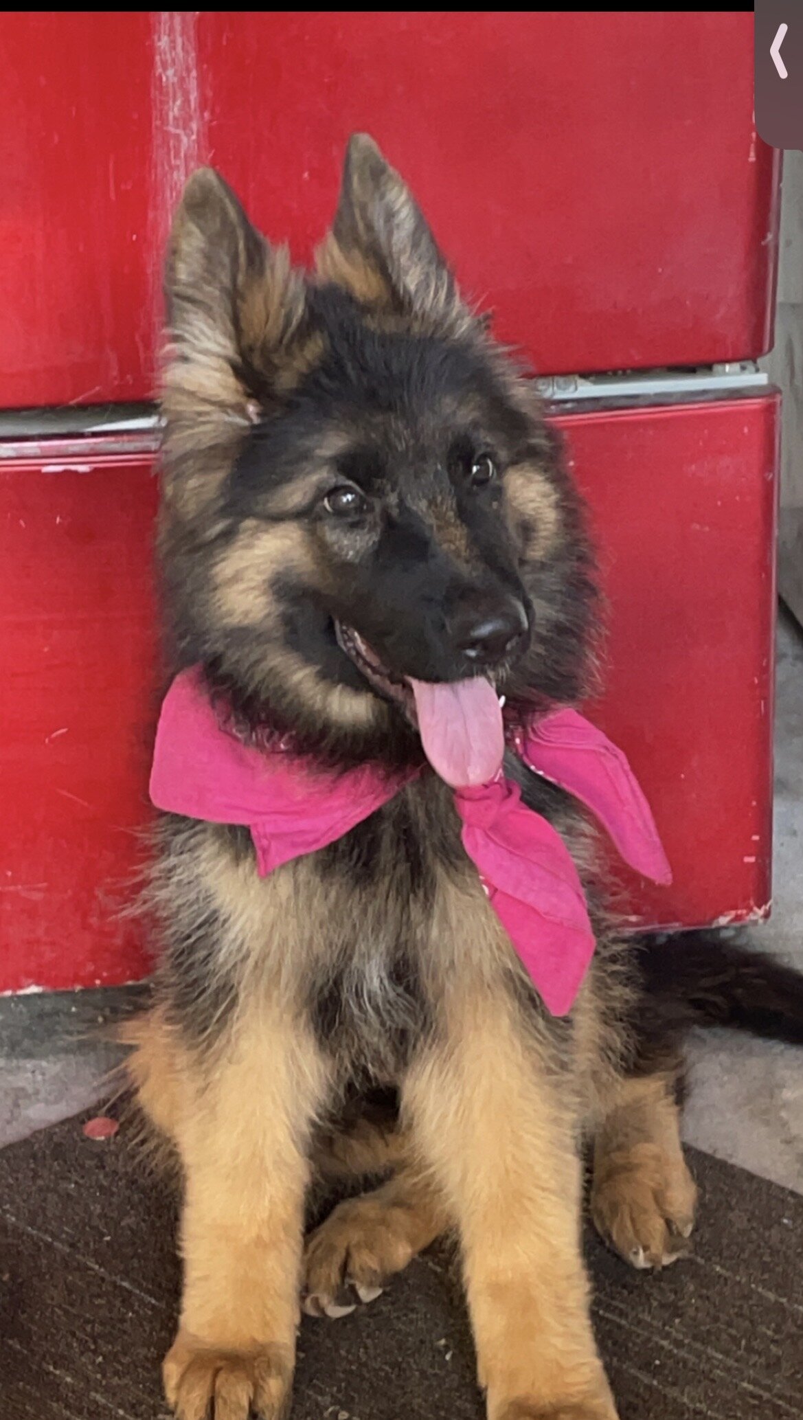 German shepherd female image 1
