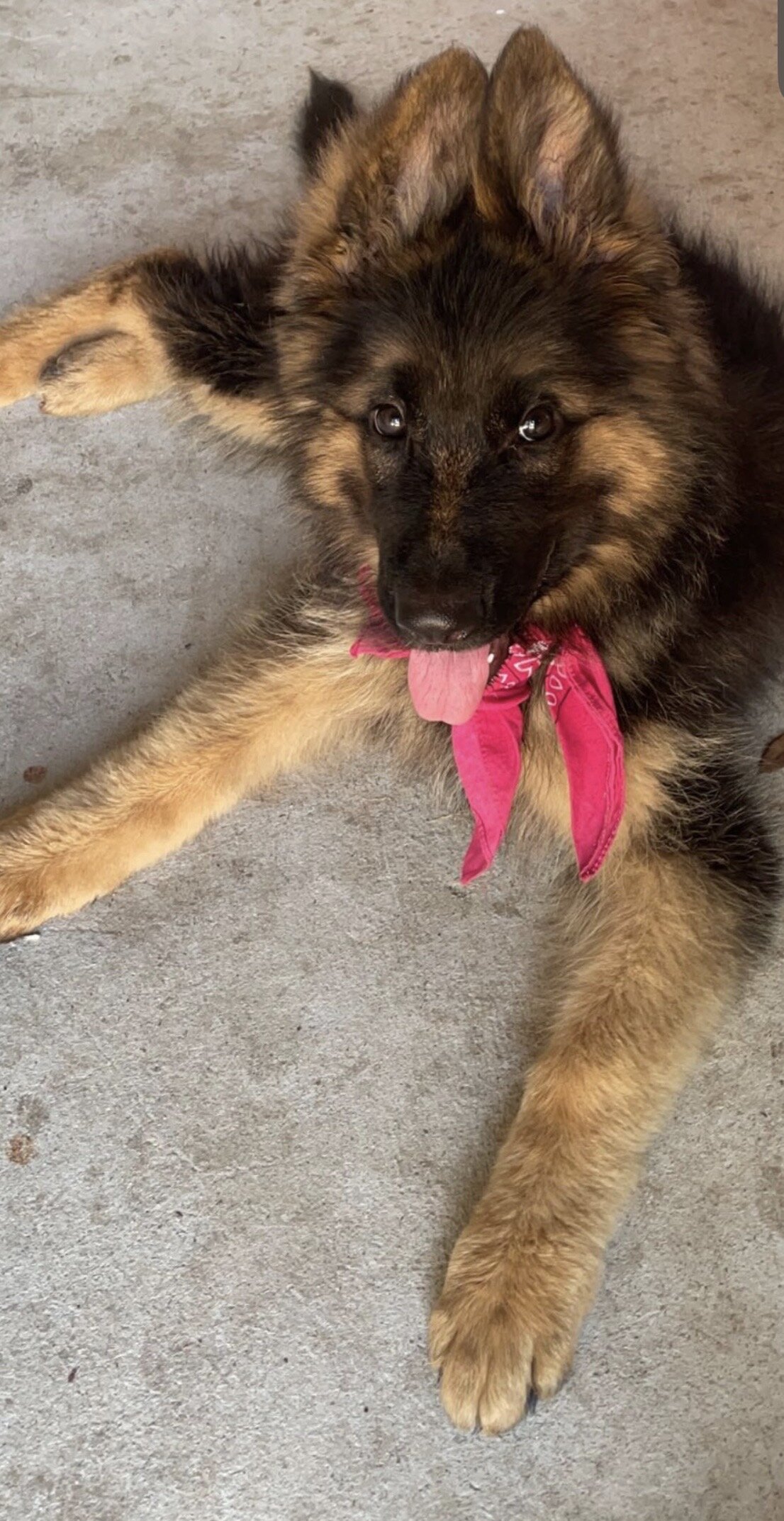 German shepherd female image 4