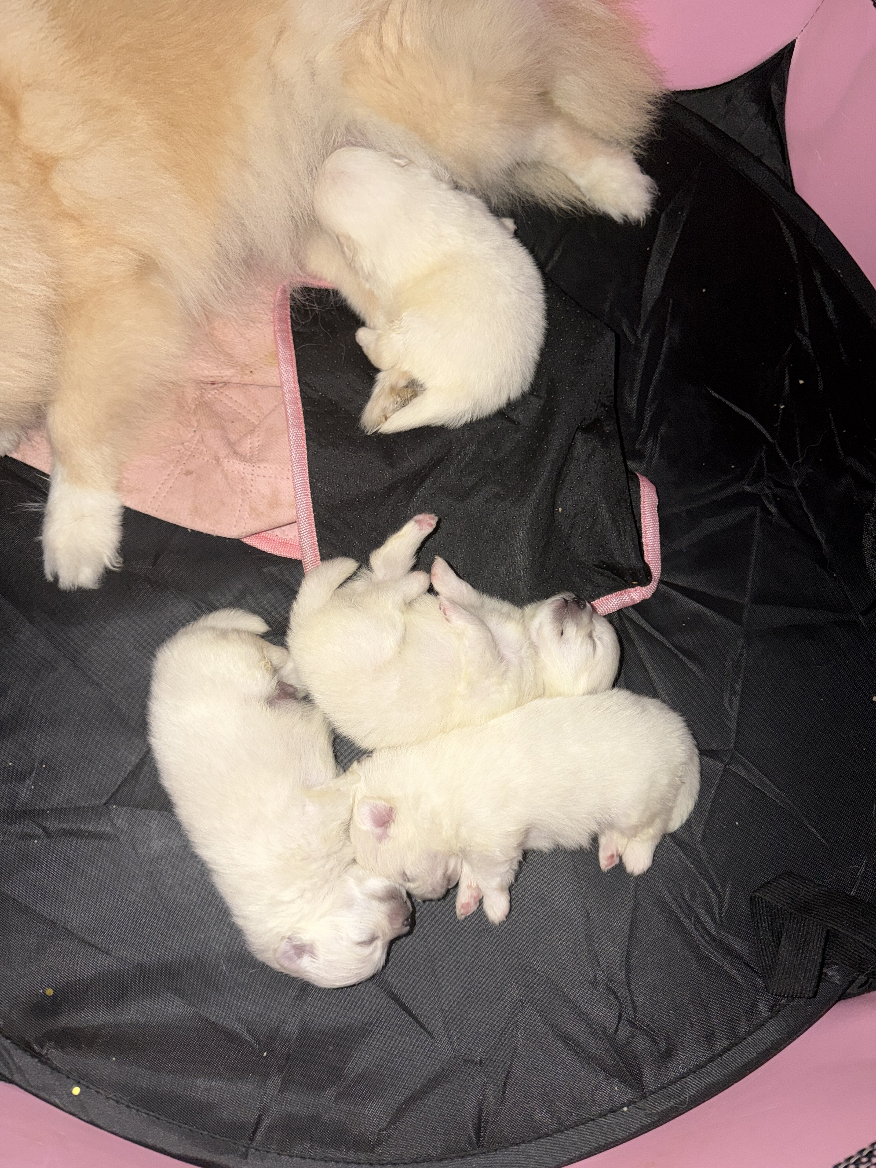 pomeranian puppies image 2