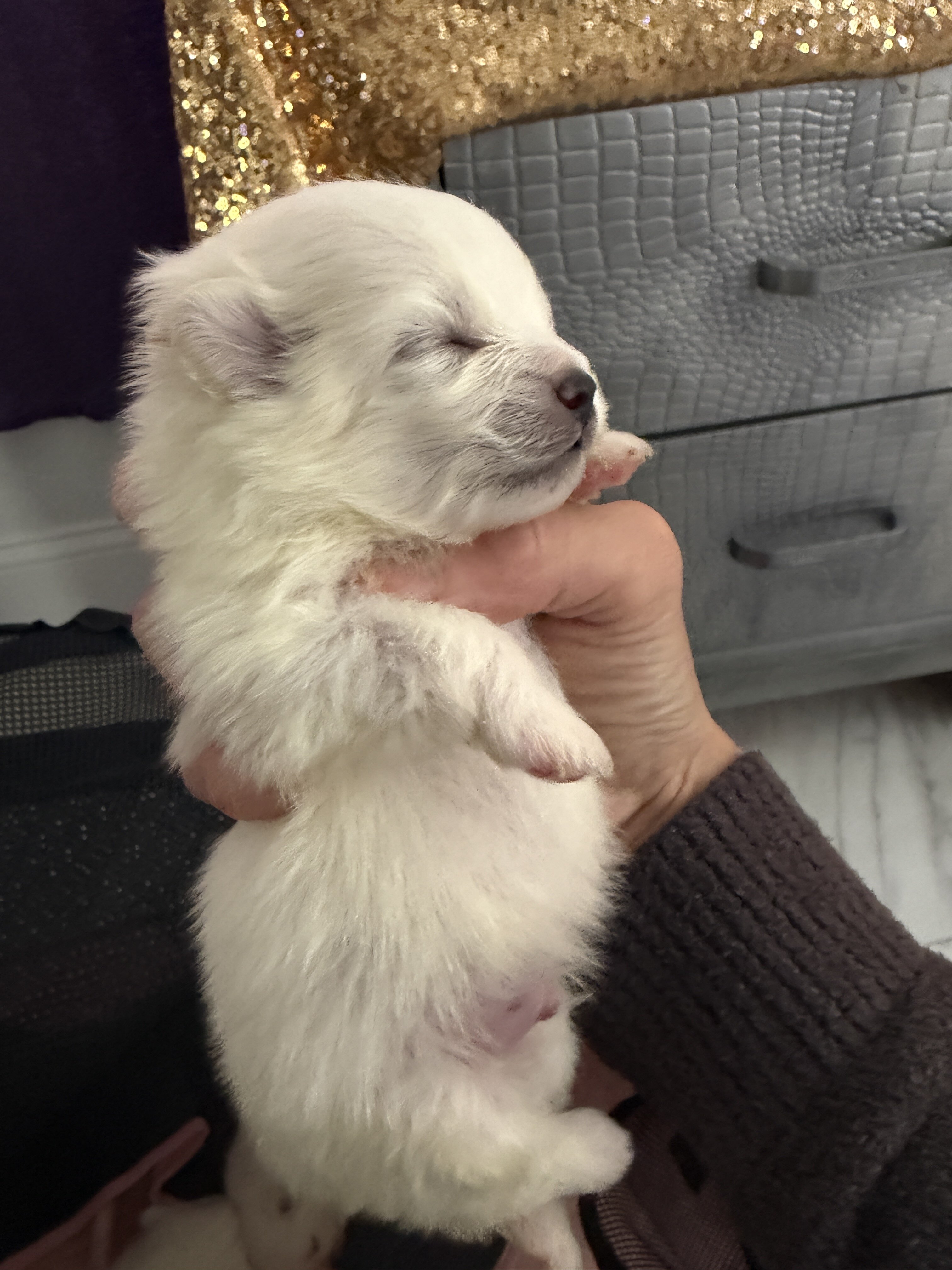 pomeranian puppies image 9